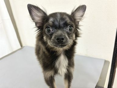 フロマージュブランの写真