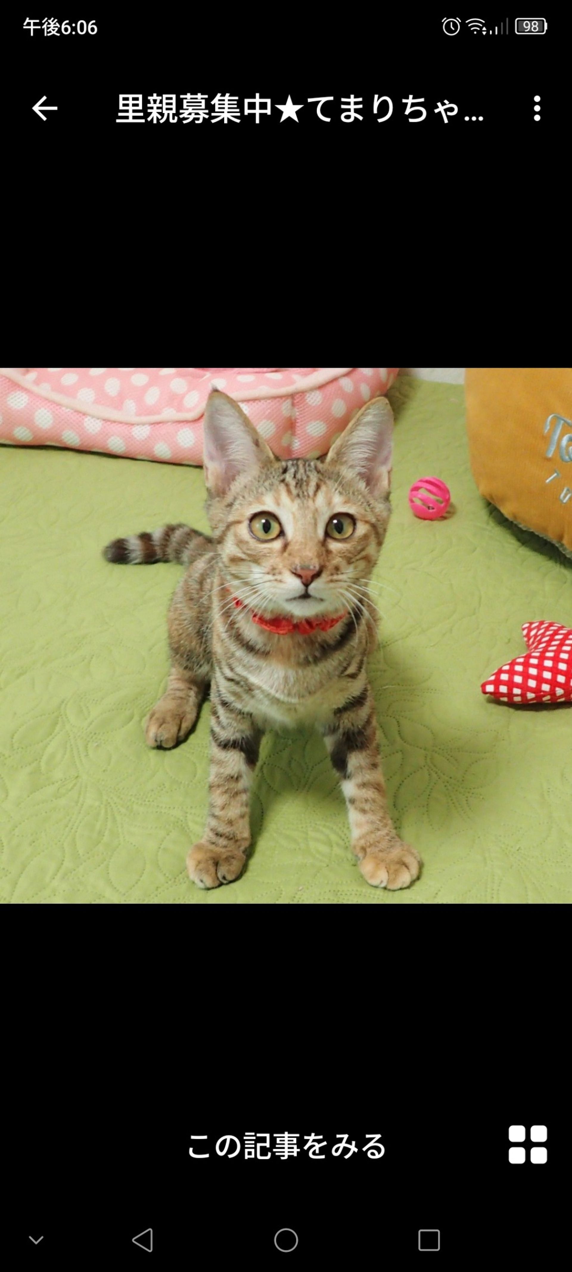 雑種（ミックス猫）・メスの里親募集の写真