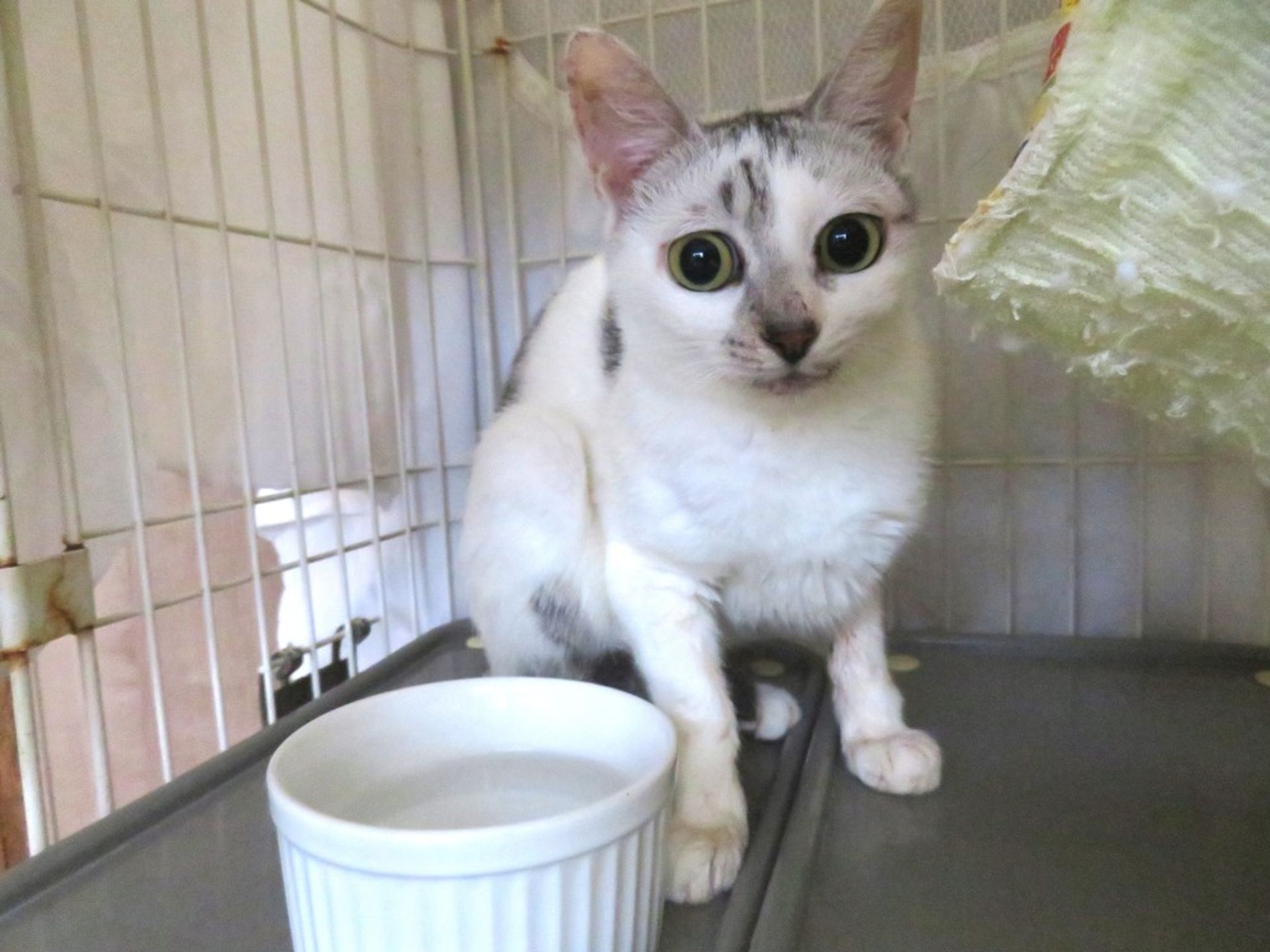 雑種（ミックス猫）・メスの里親募集の写真