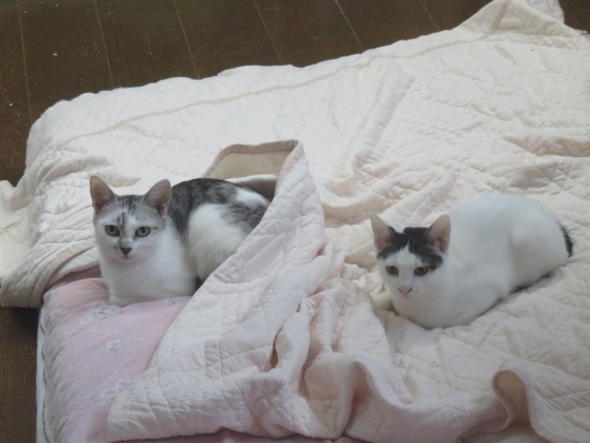 pet-image-6