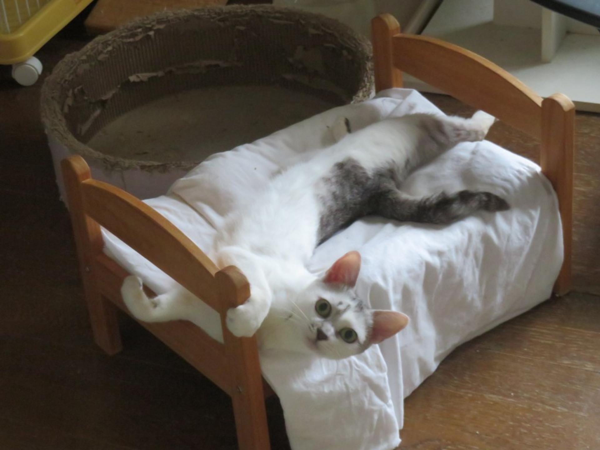 pet-image-5