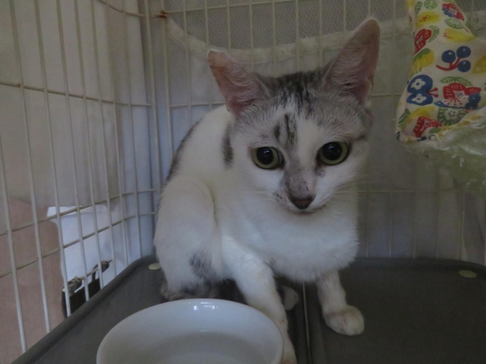 pet-image-2