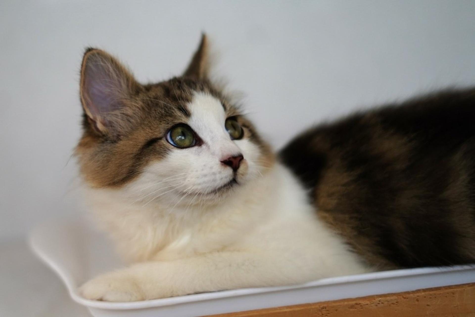 pet-image-5