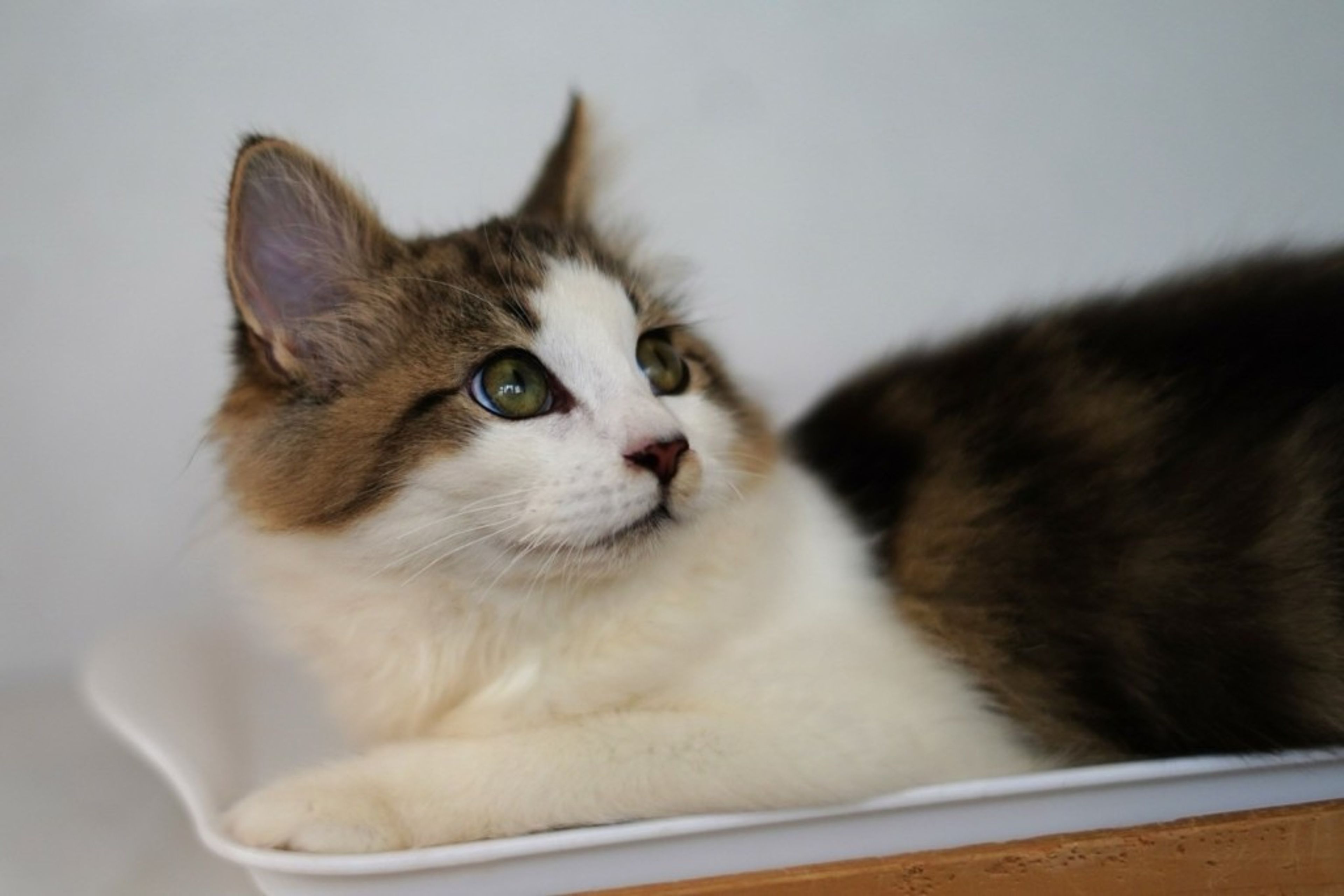pet-image-5