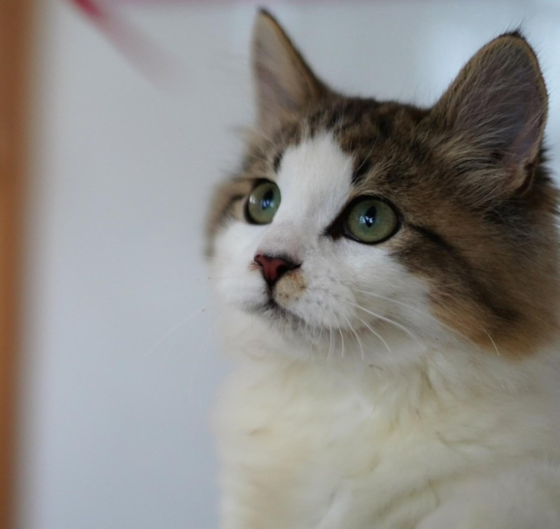 pet-image-3