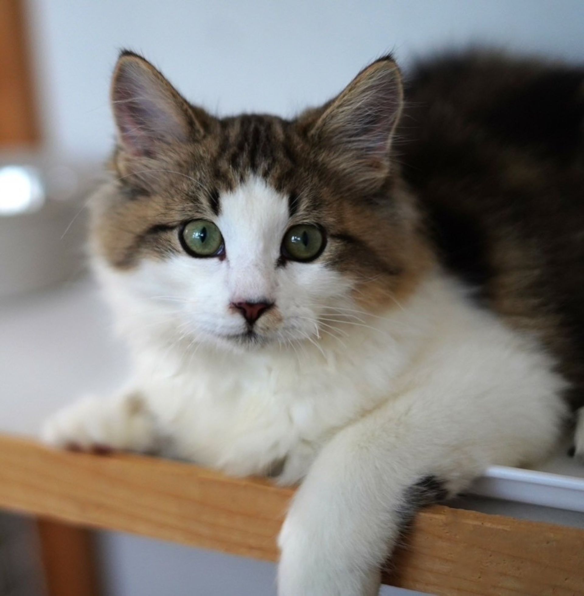 thumbnail-4