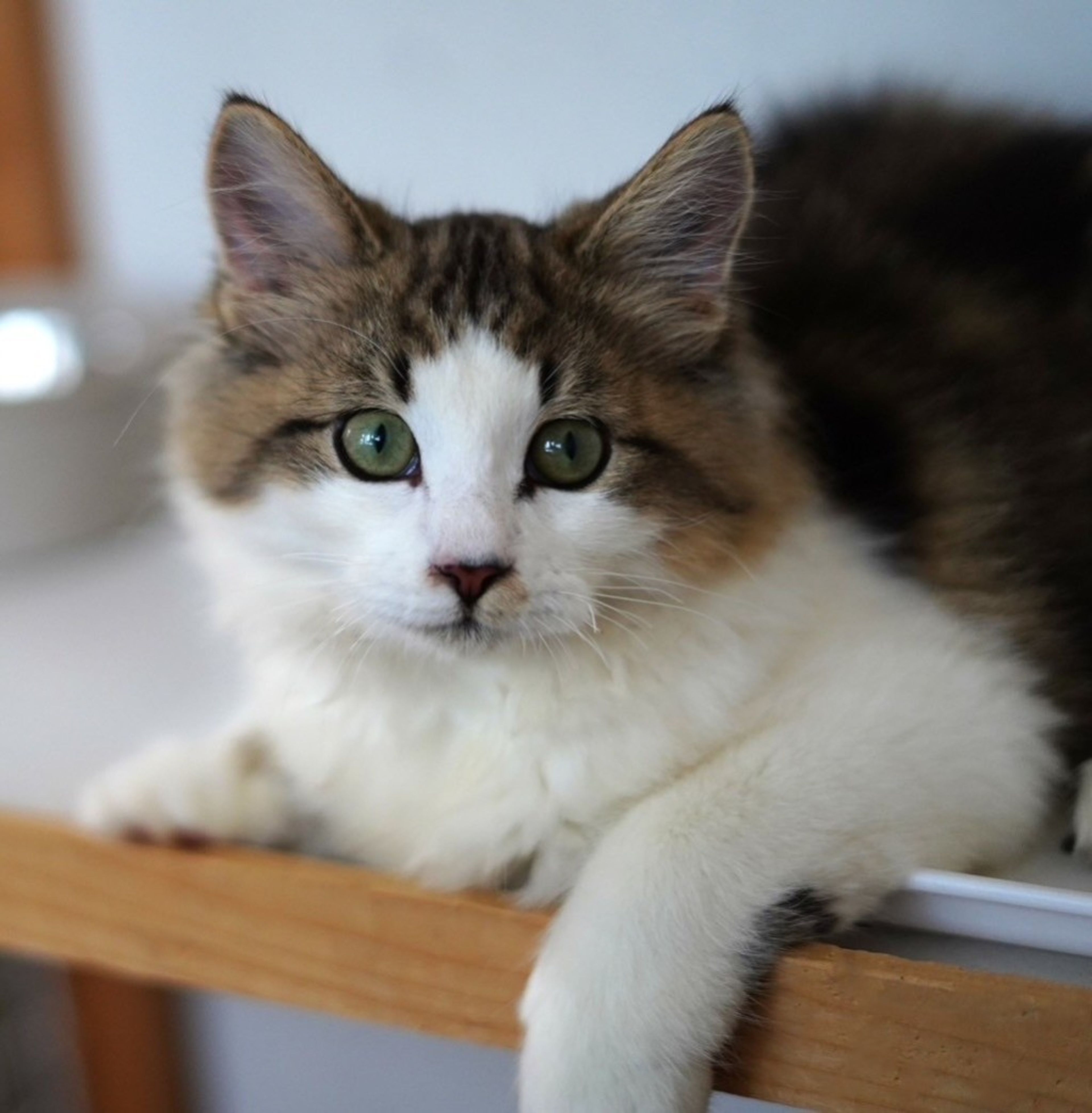pet-image-4