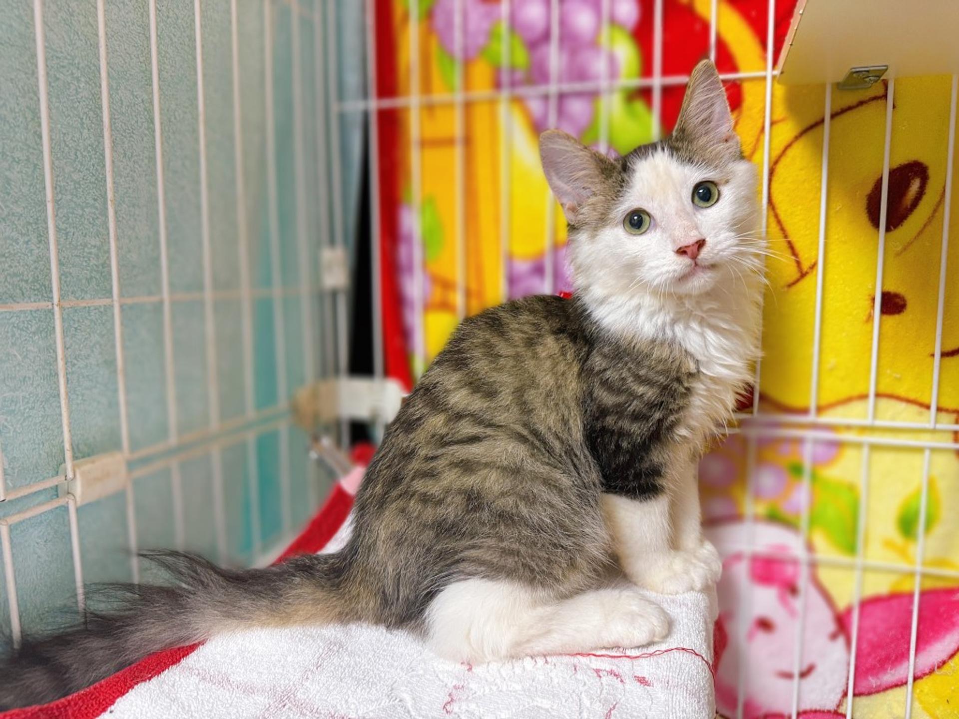 pet-image-2