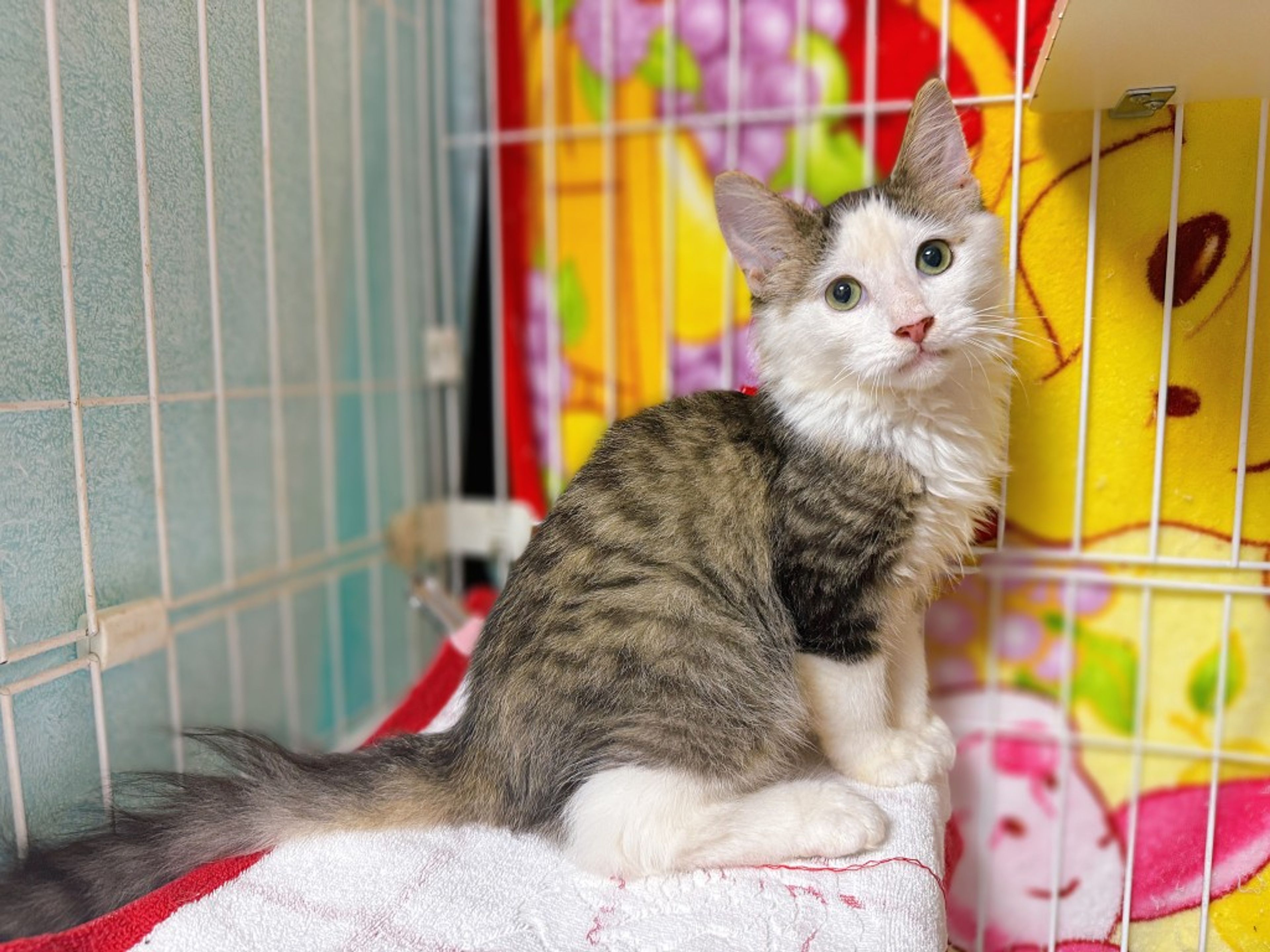pet-image-2