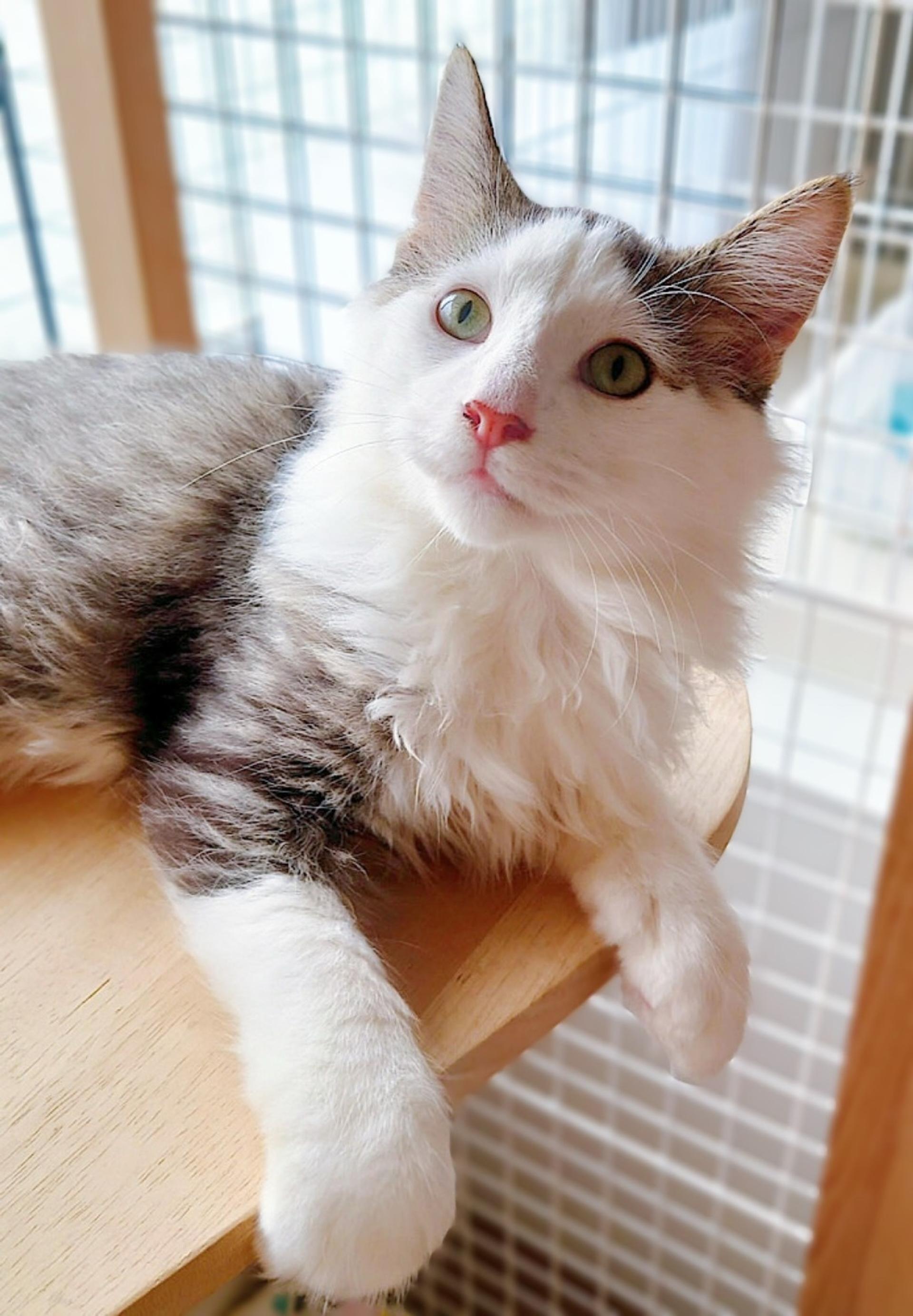 pet-image-7