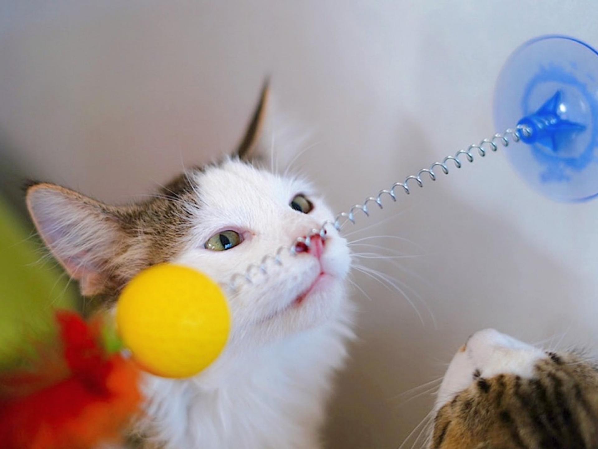 pet-image-4