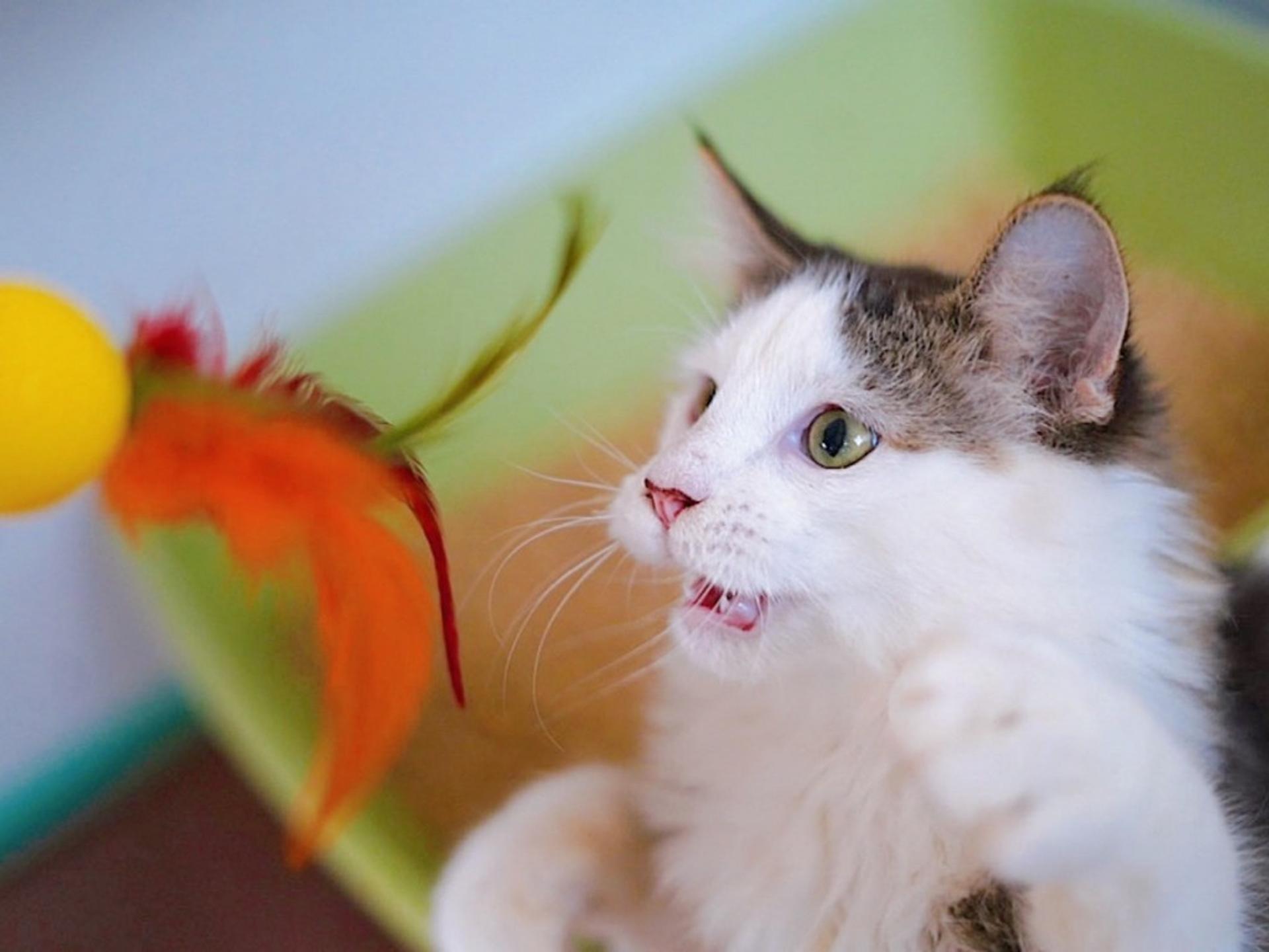 pet-image-5
