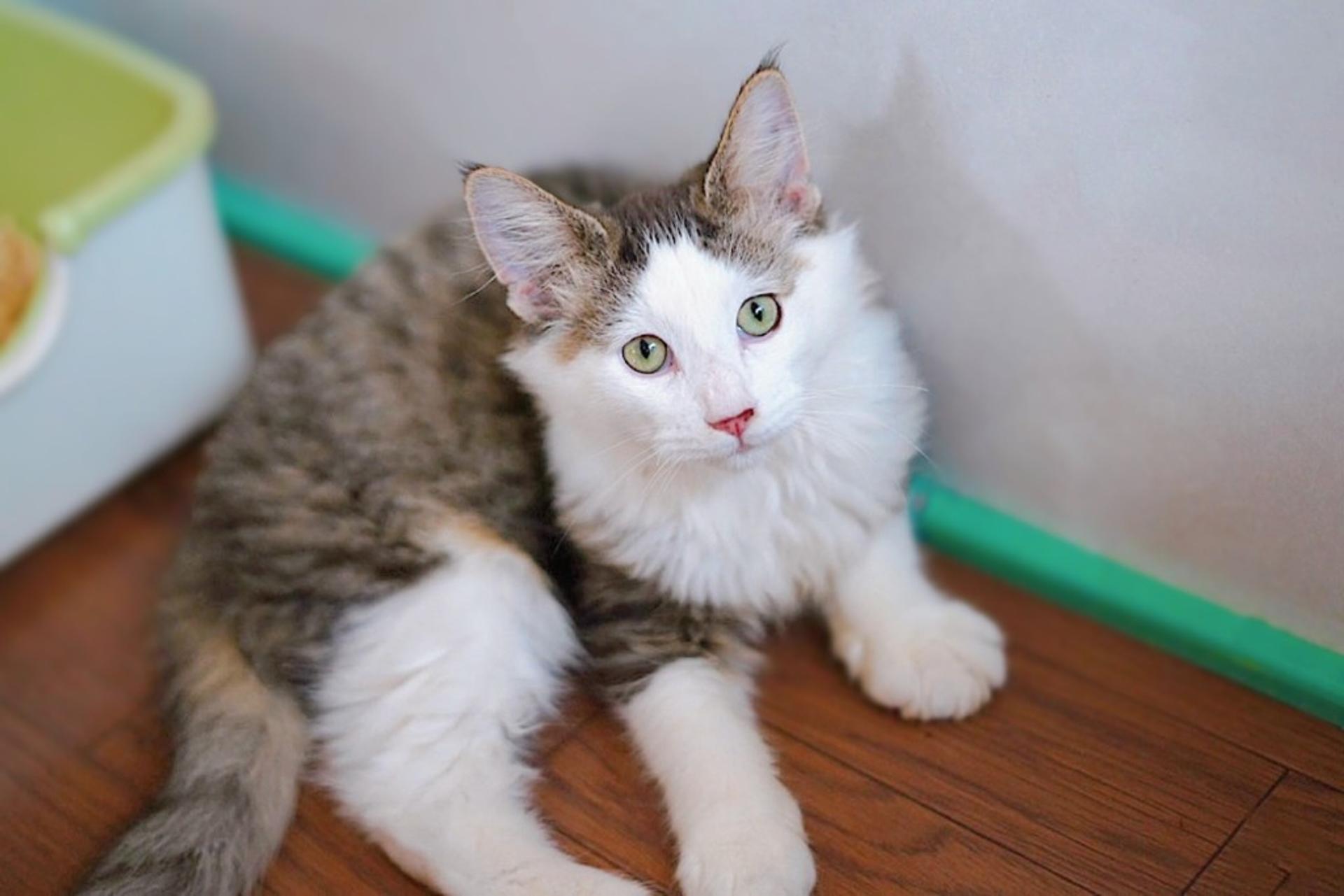 pet-image-6