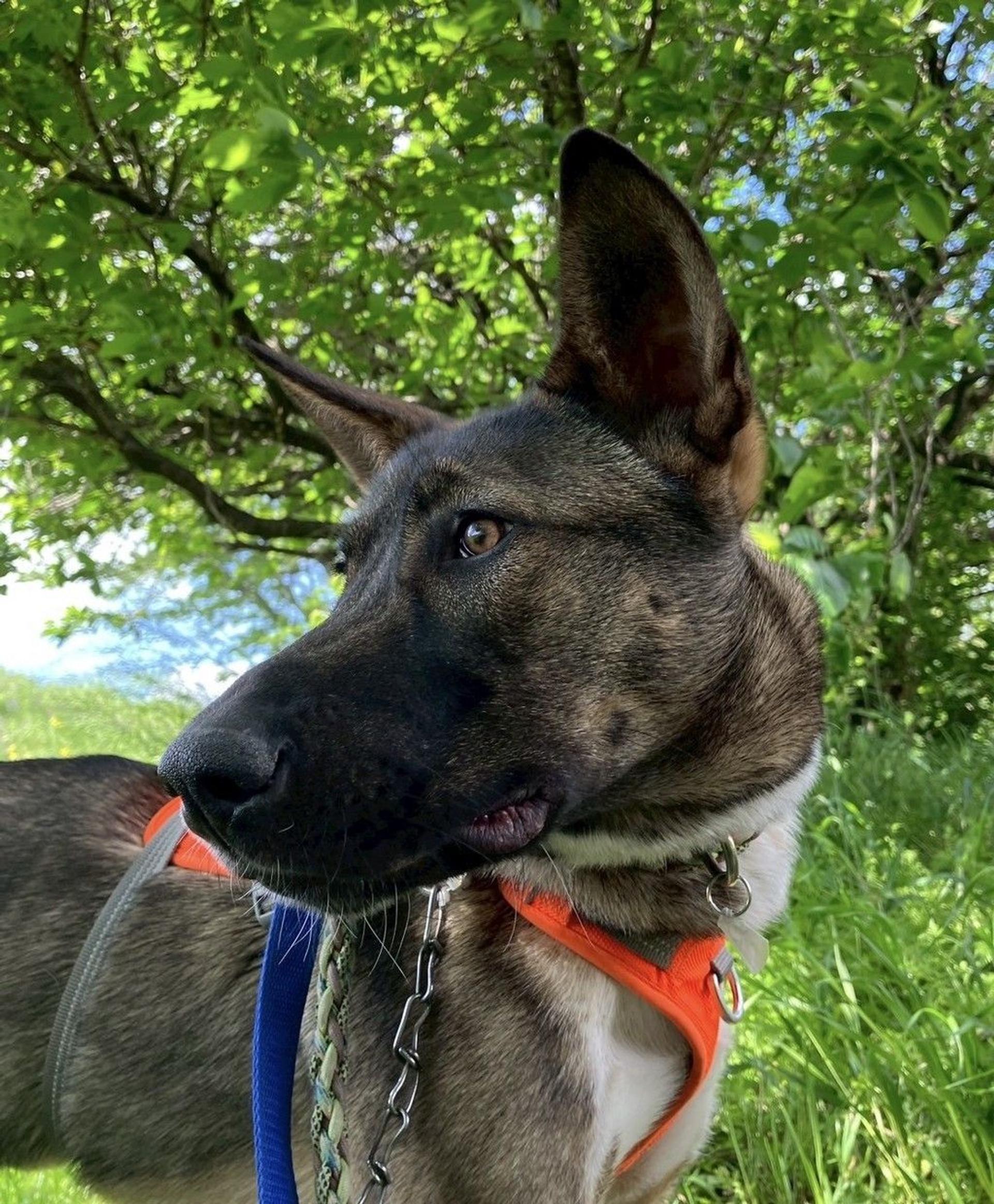 pet-image-8