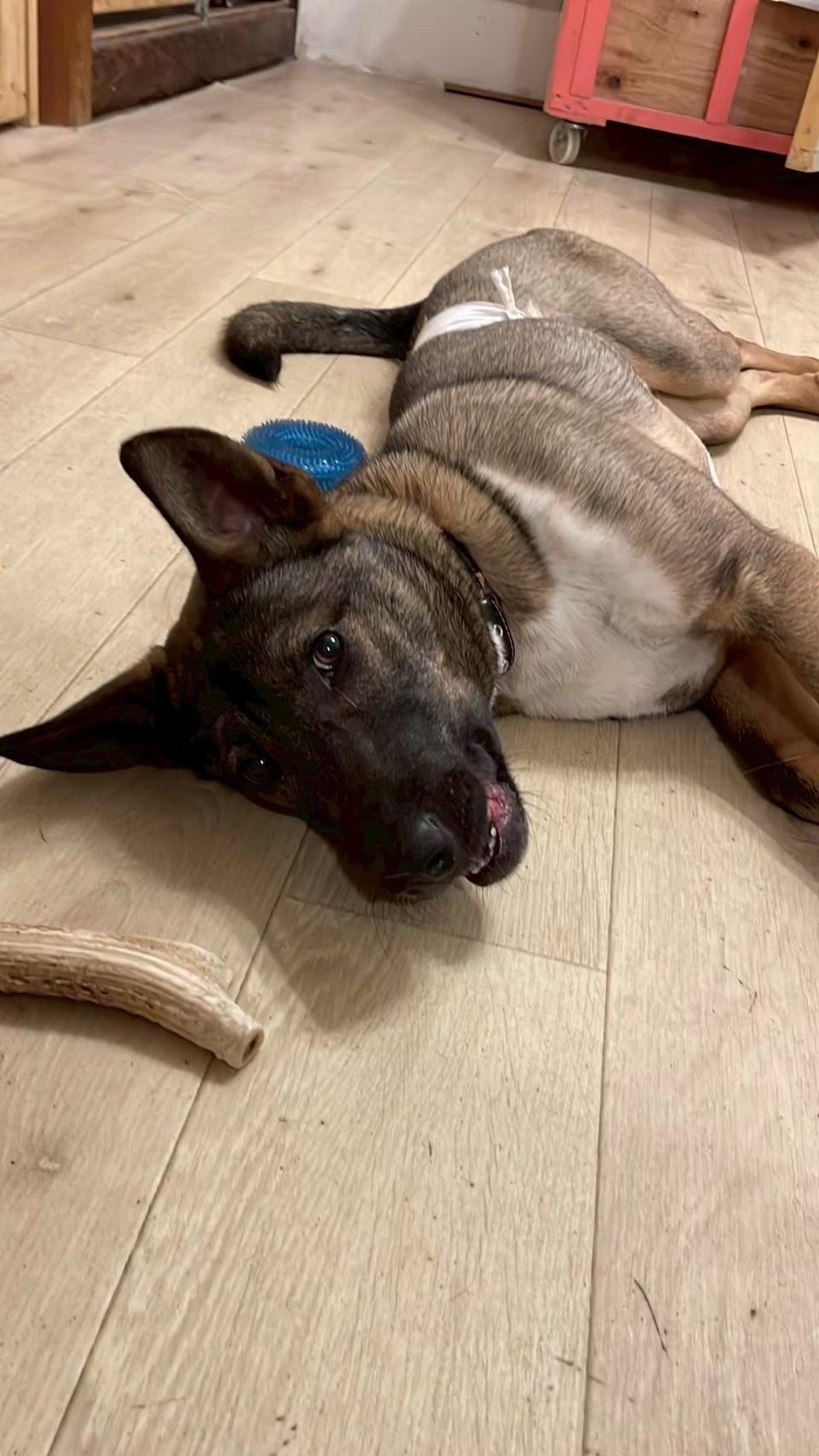 pet-image-9