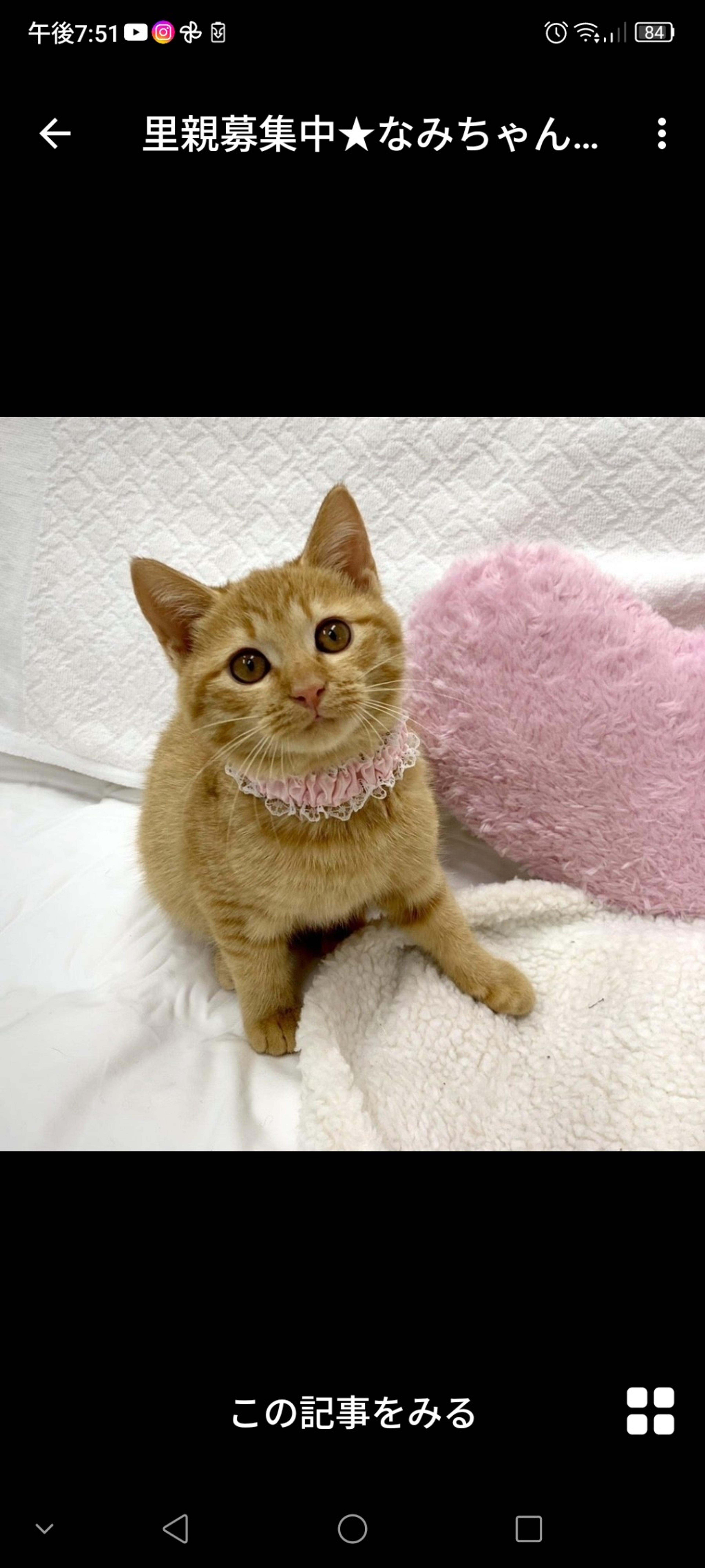 pet-image-3