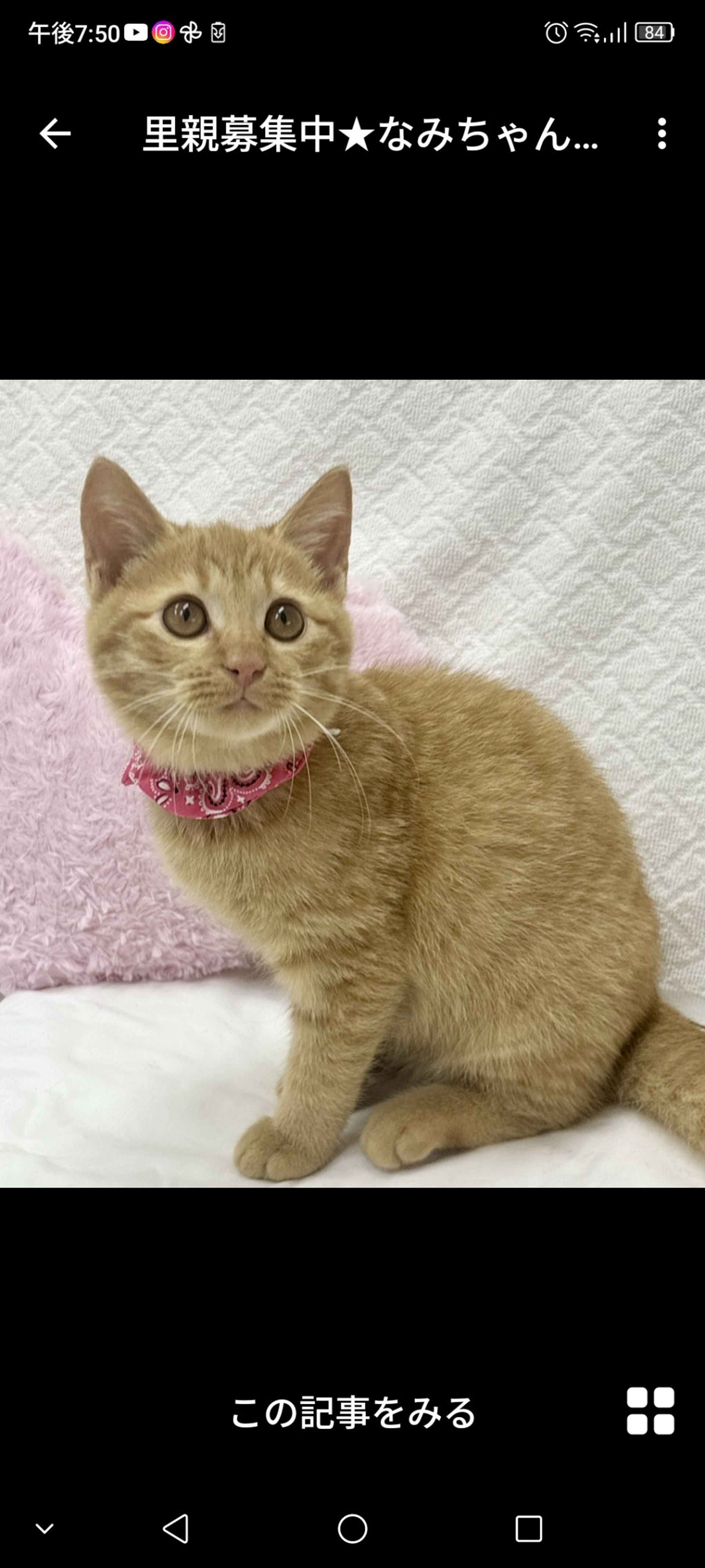 雑種（ミックス猫）・メスの里親募集の写真