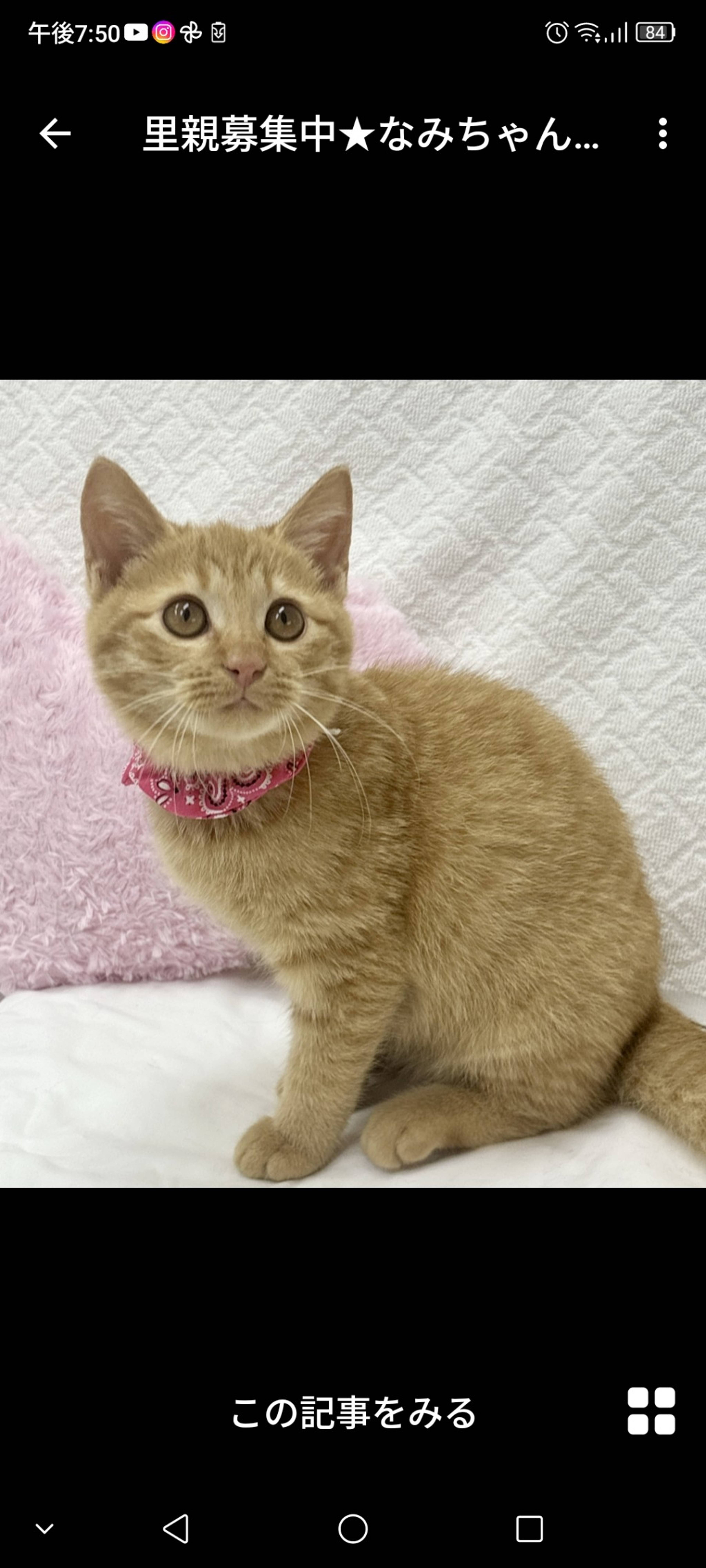 雑種（ミックス猫）・メスの里親募集の写真
