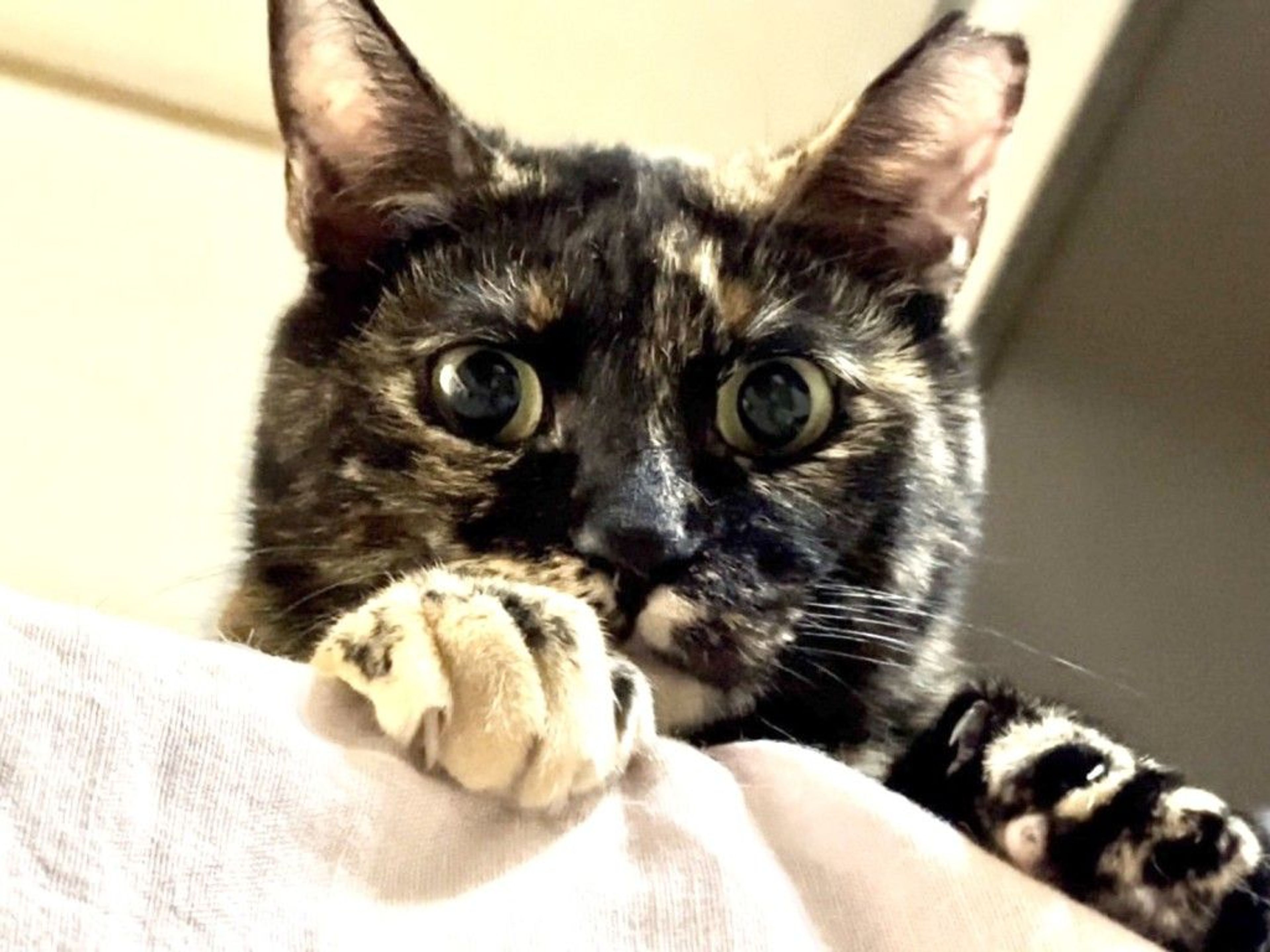 雑種（ミックス猫）・メスの里親募集の写真