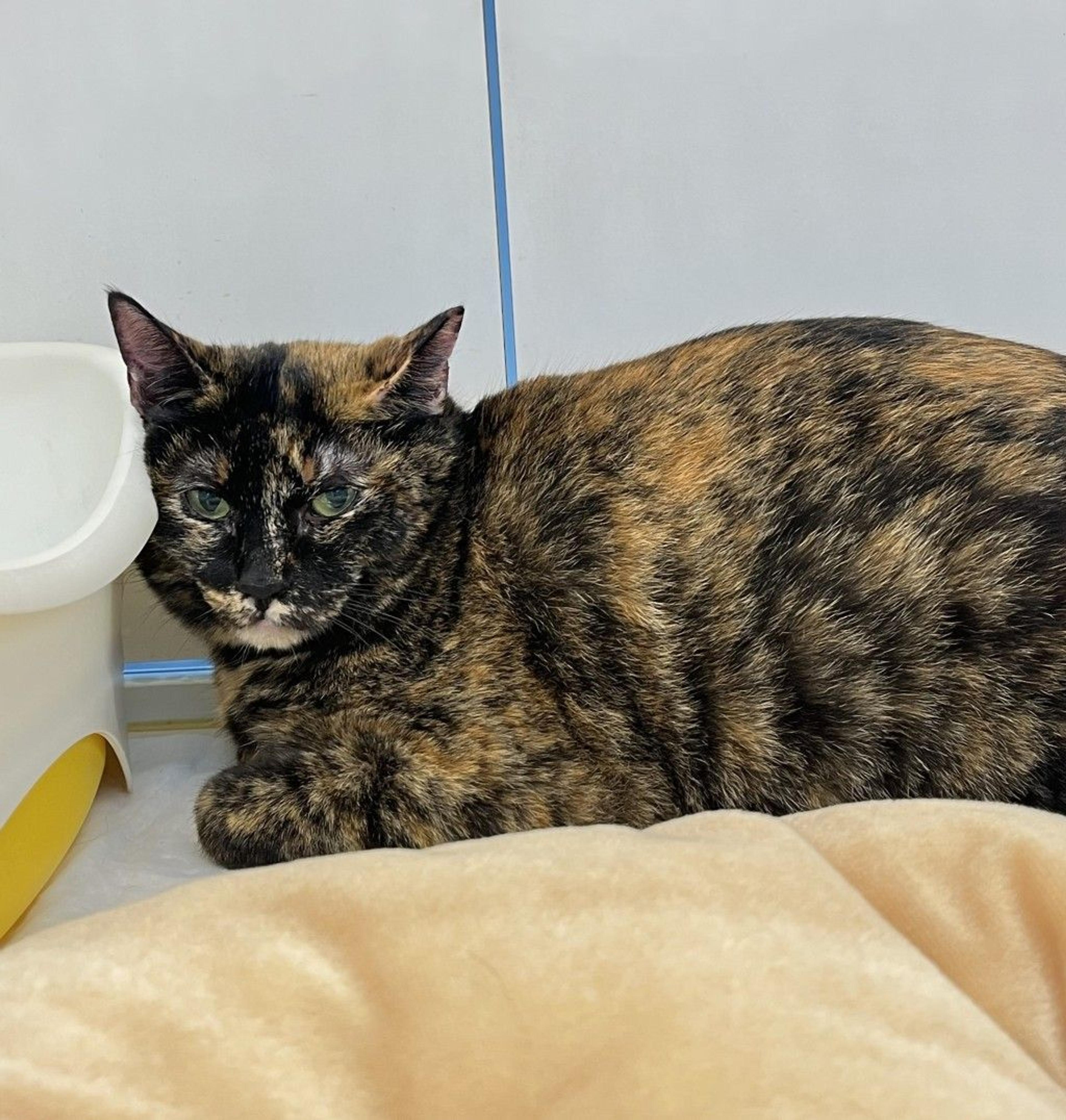 pet-image-2