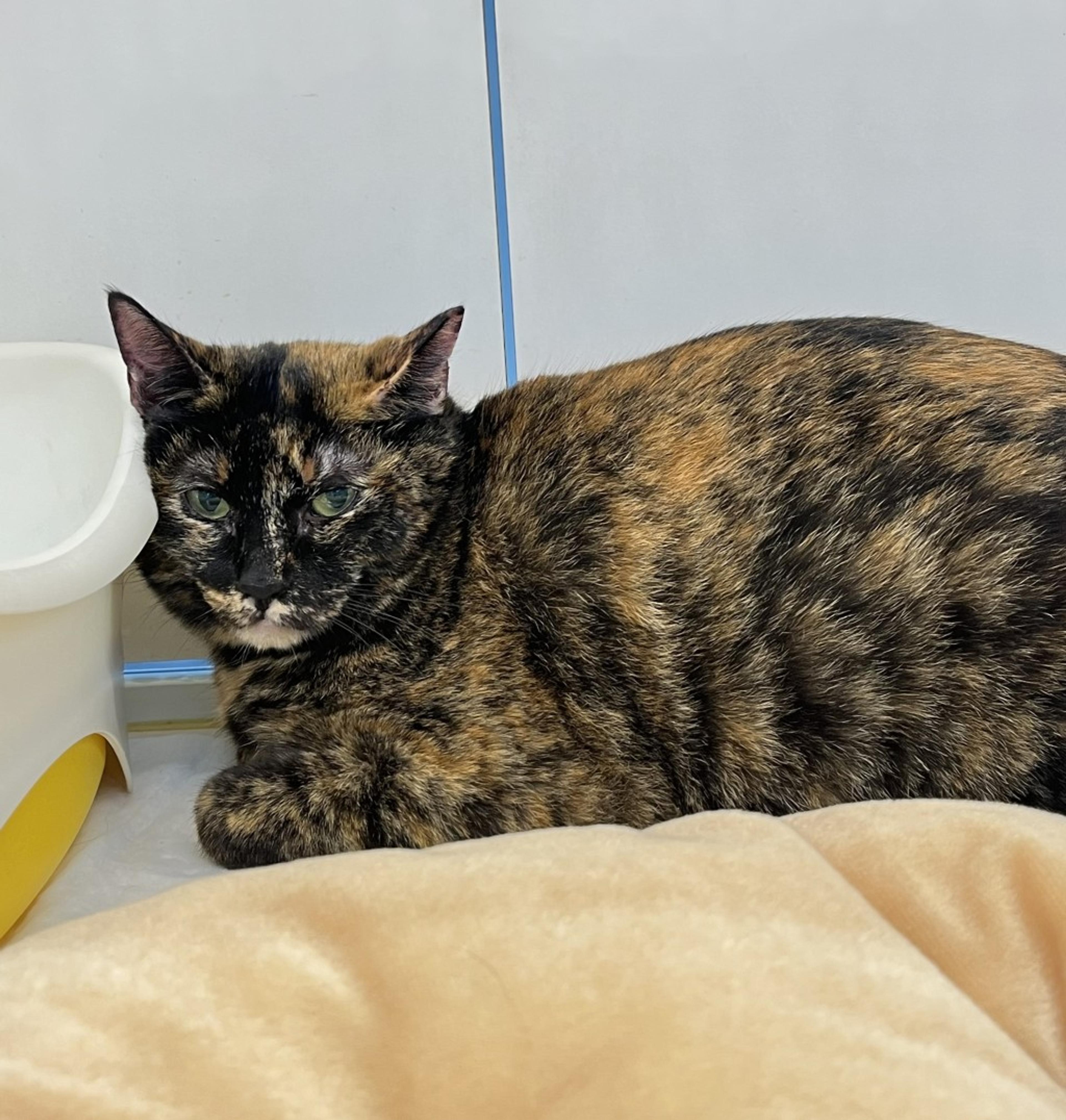 pet-image-2