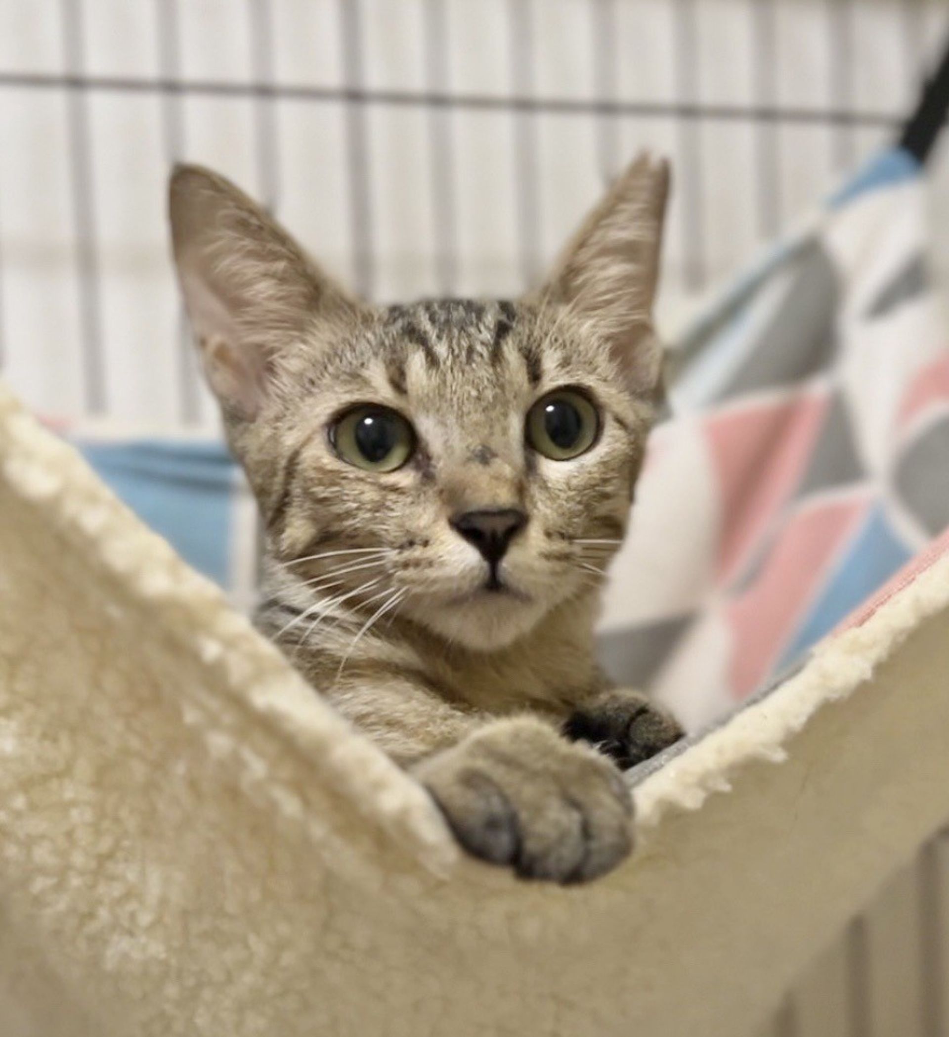 日本猫・メスの里親募集の写真