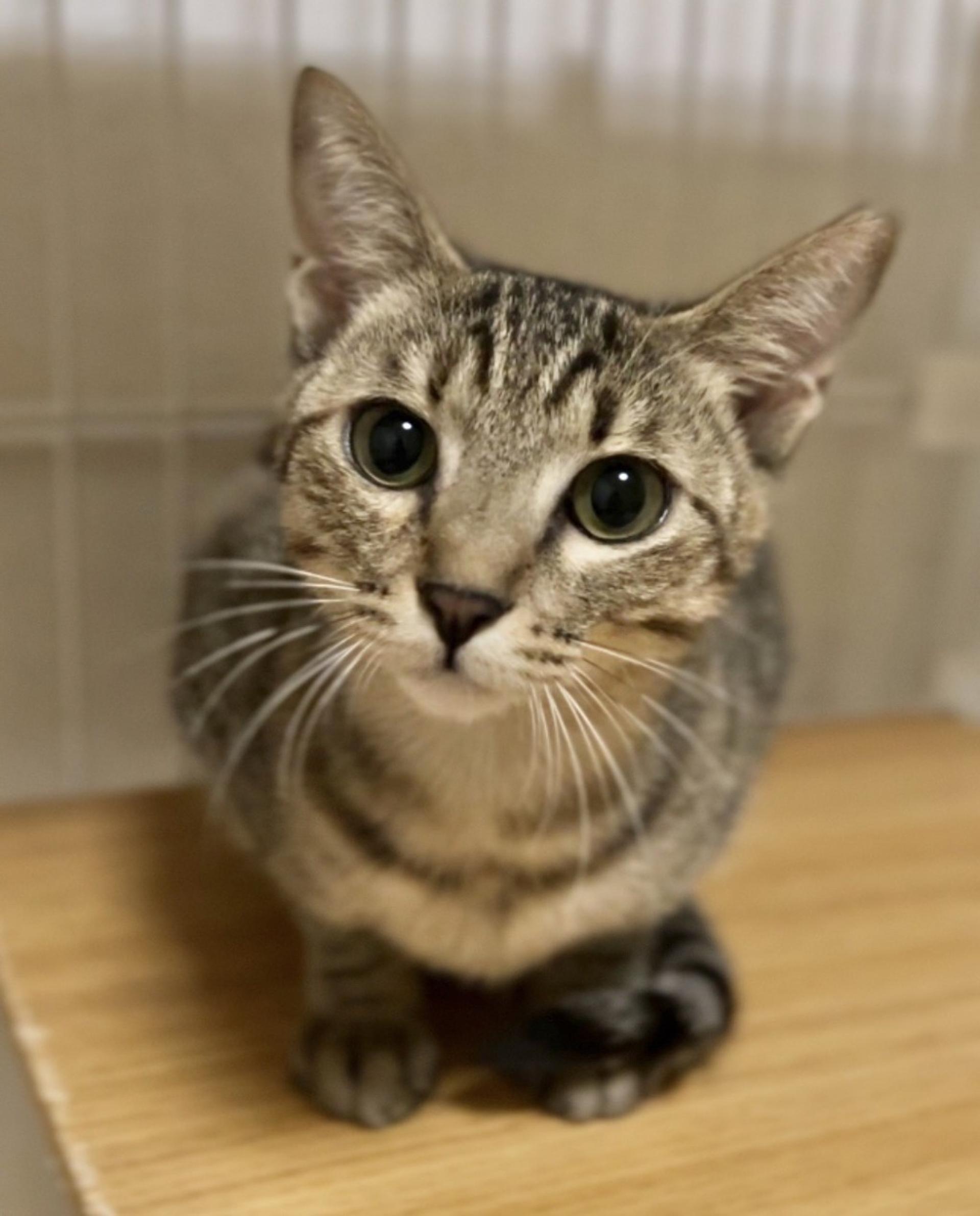 pet-image-2