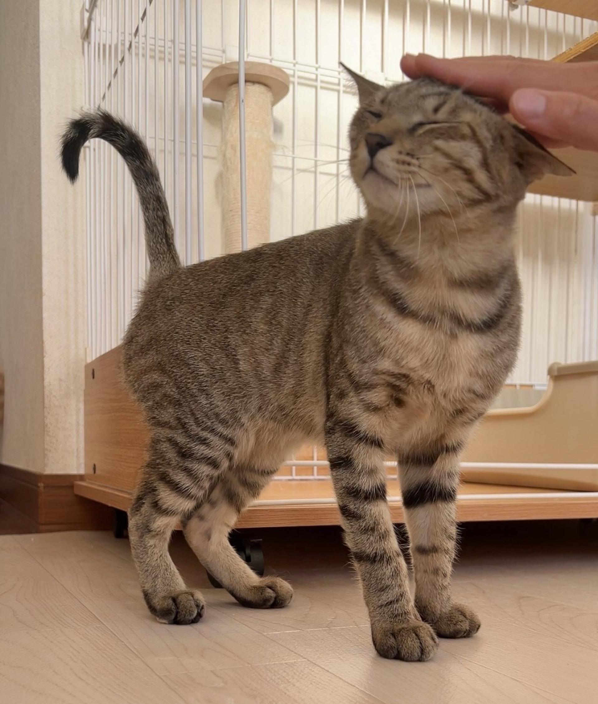 pet-image-4