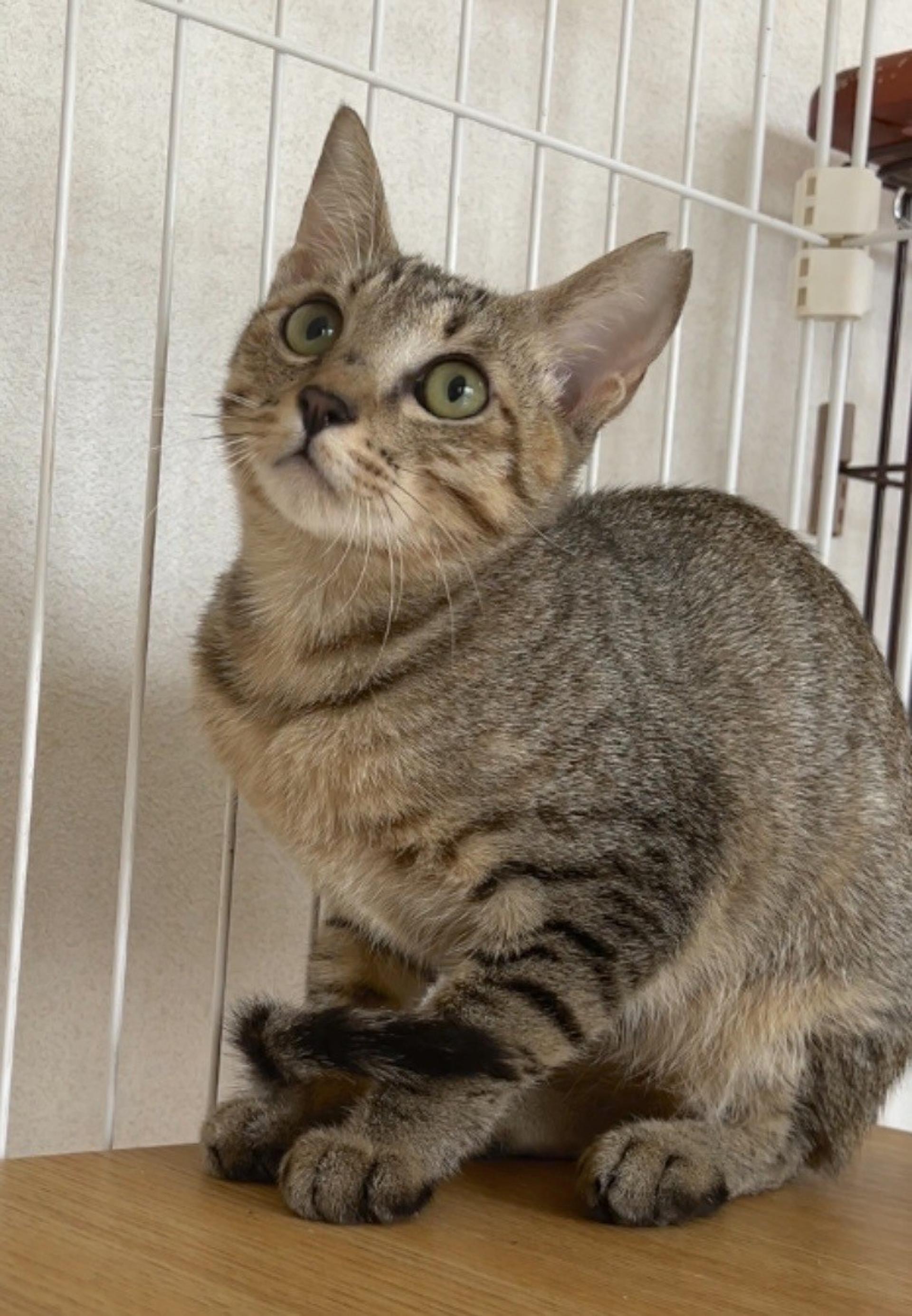 pet-image-5