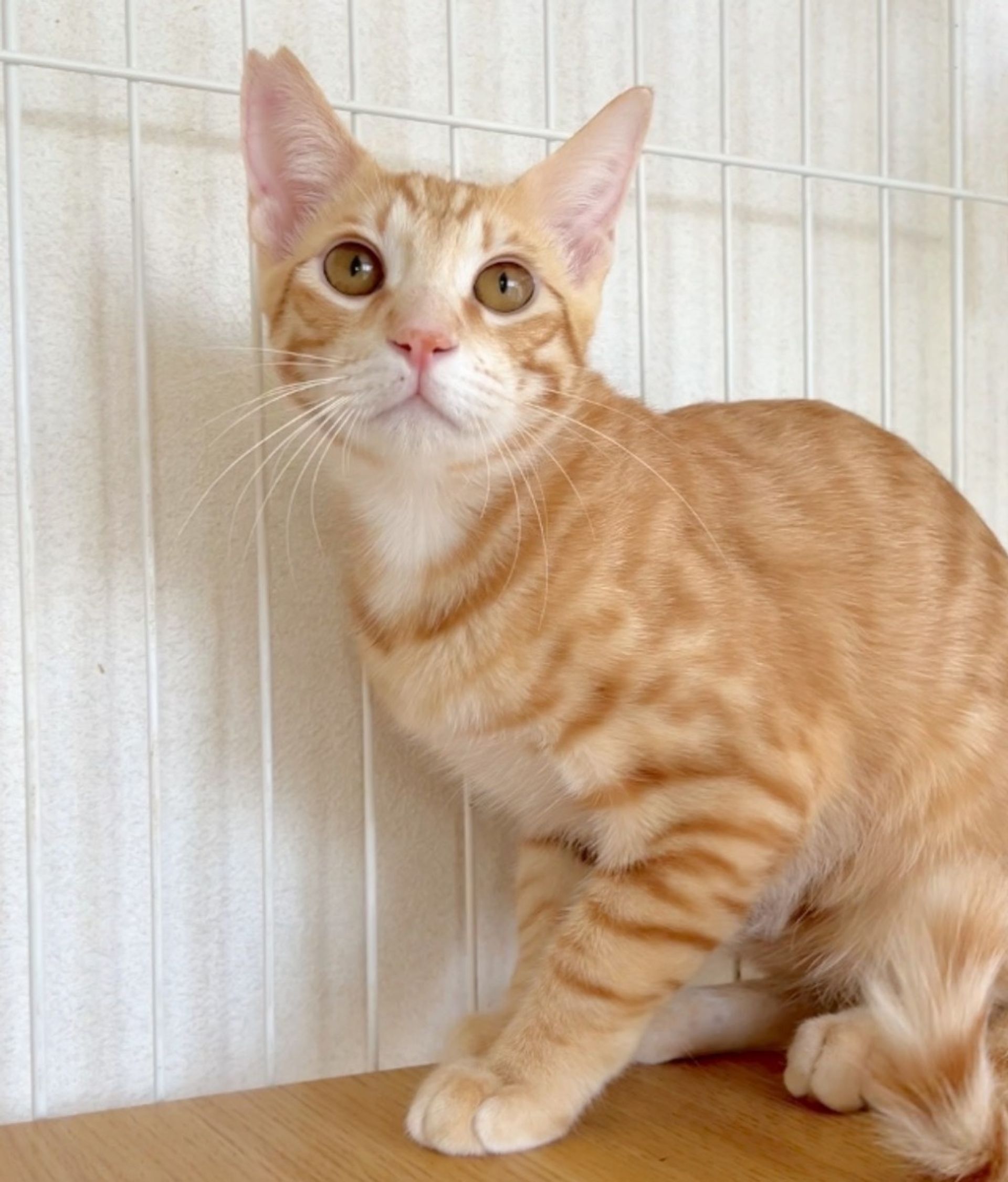 日本猫・オスの里親募集の写真