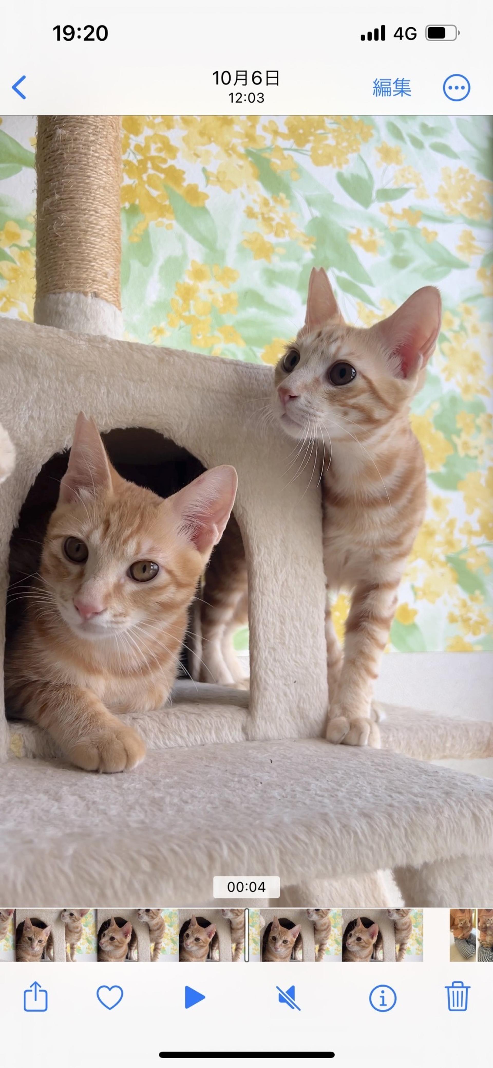 pet-image-9