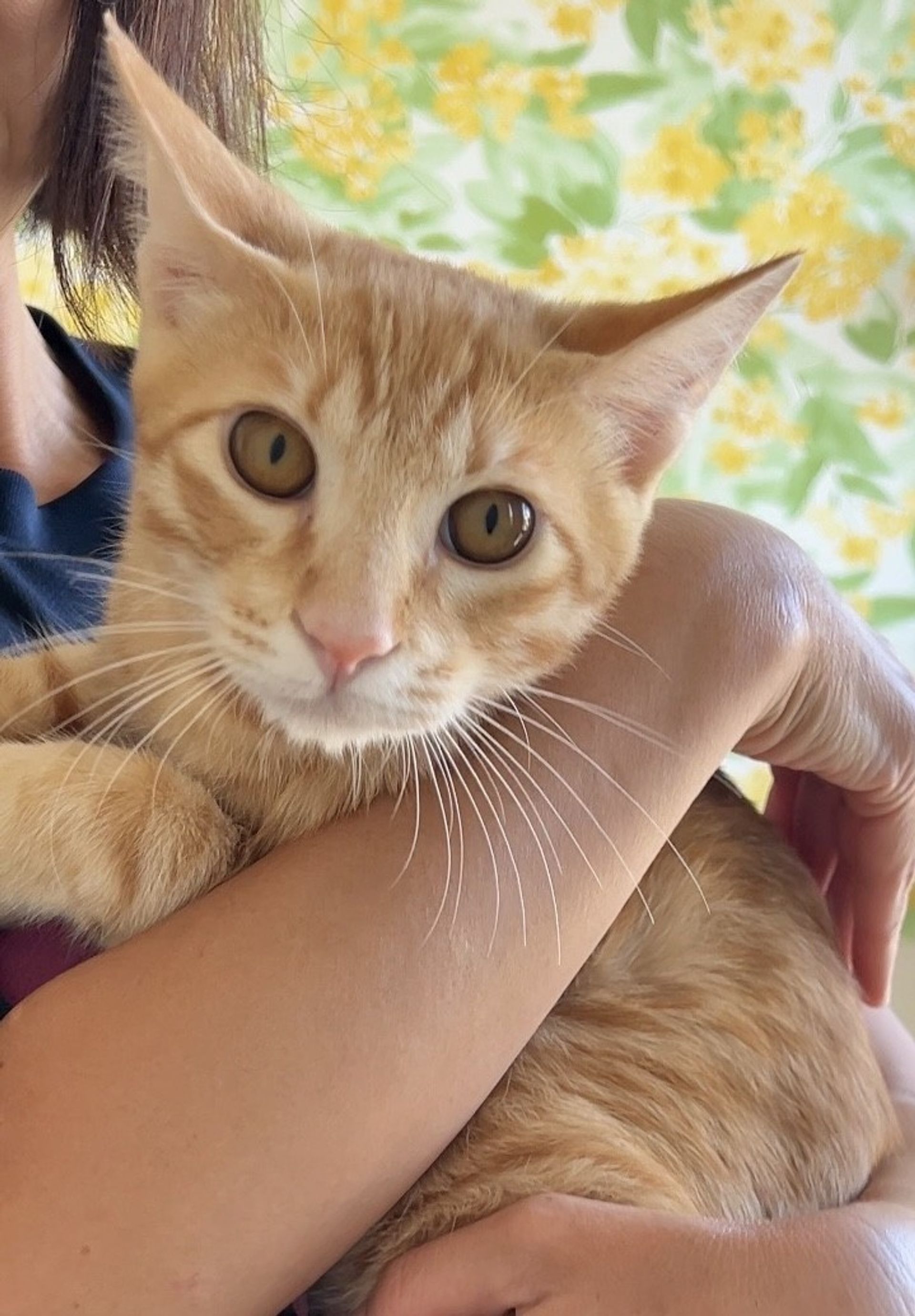 日本猫・オスの里親募集の写真