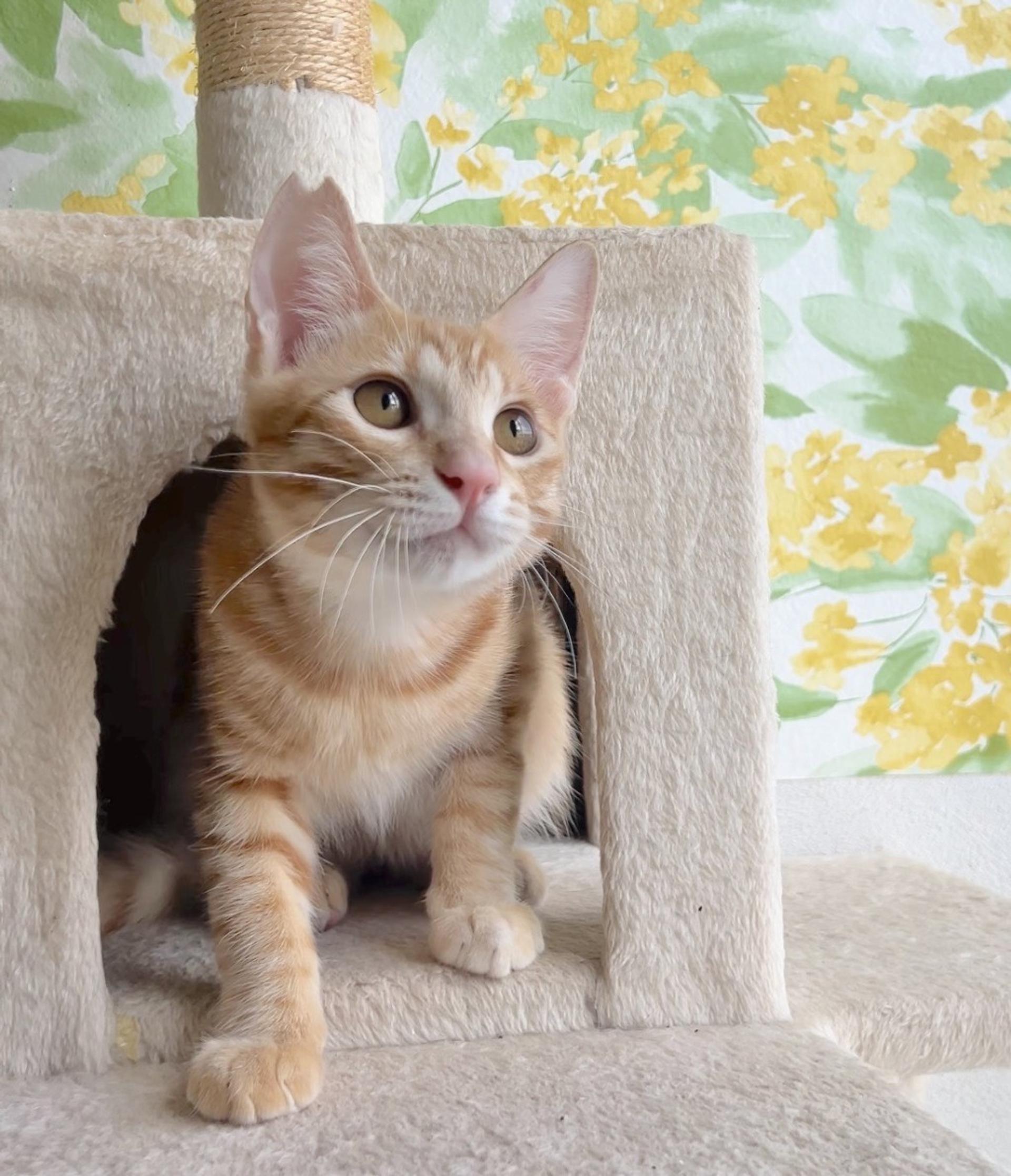 pet-image-6