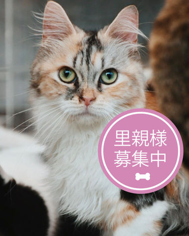 だんご