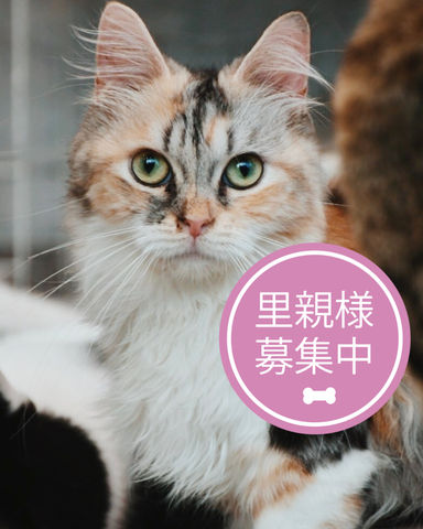 だんご