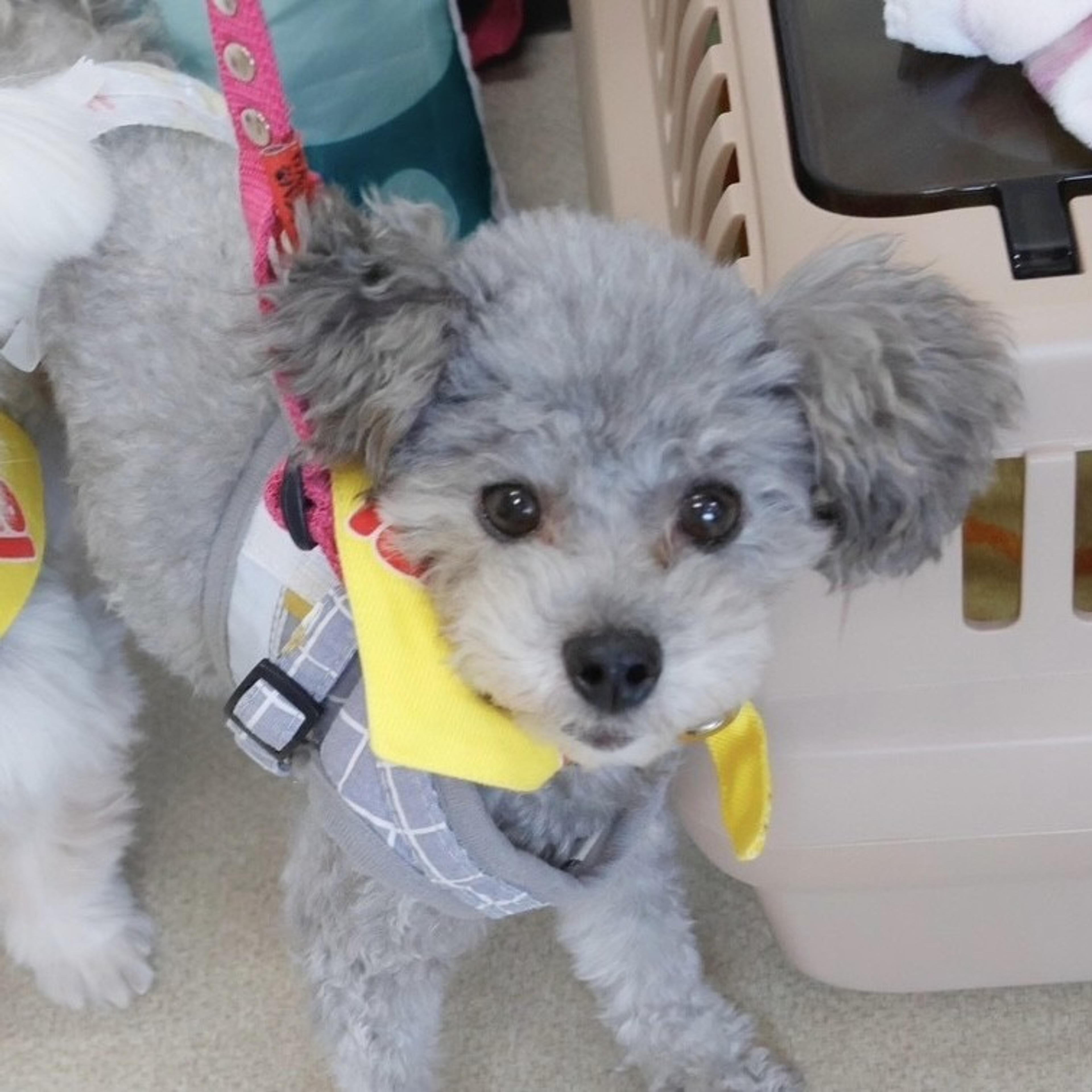 pet-image-2