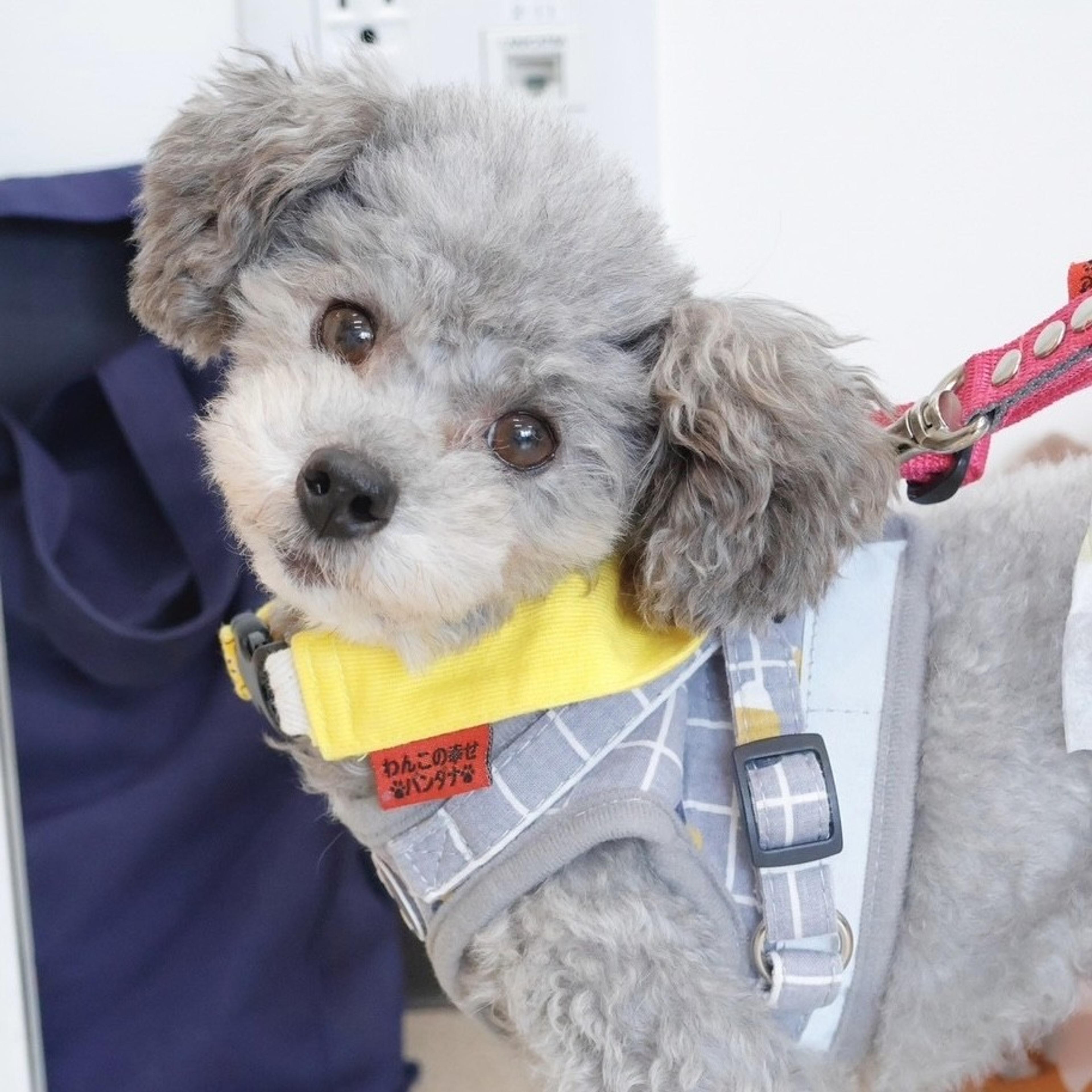 pet-image-3