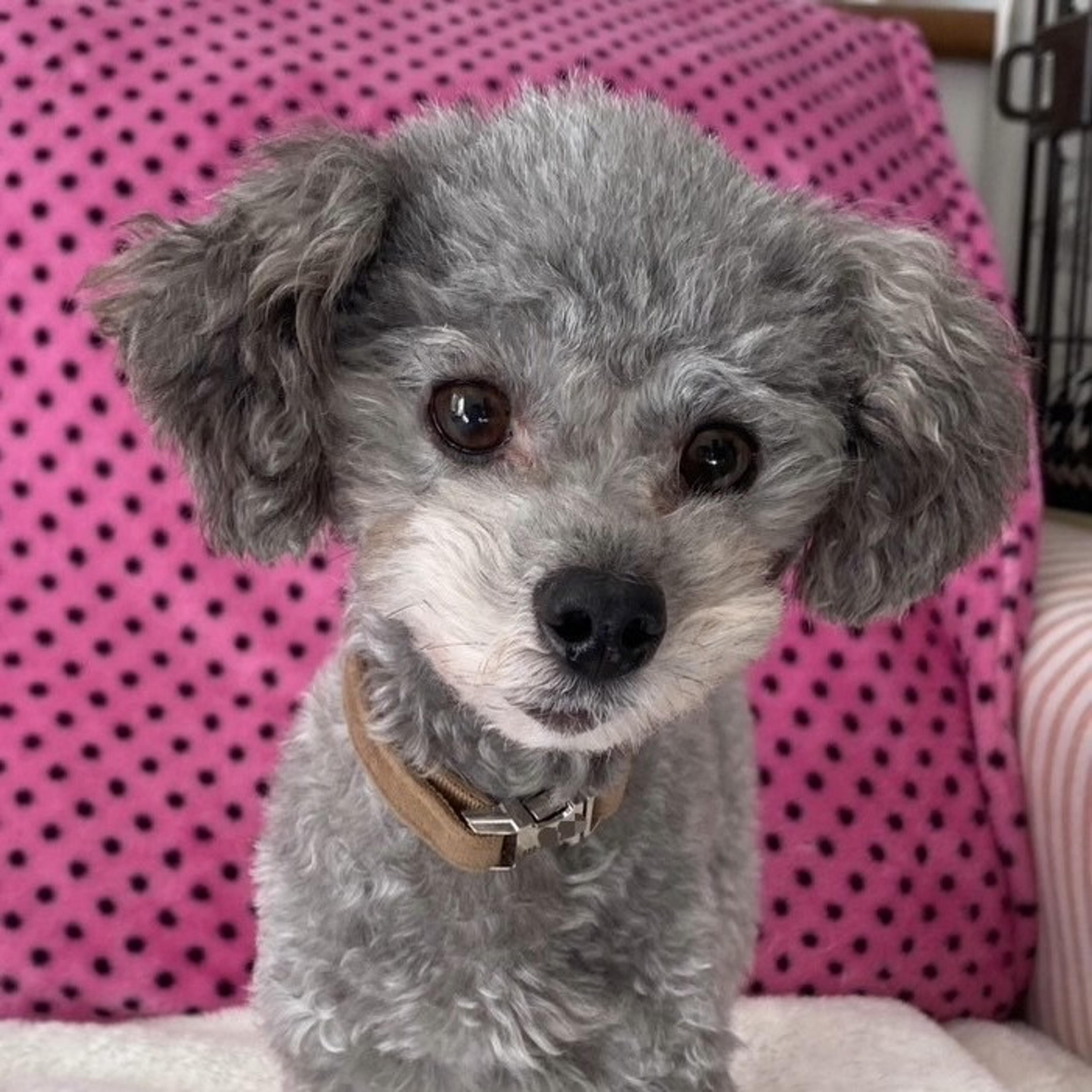 pet-image-4