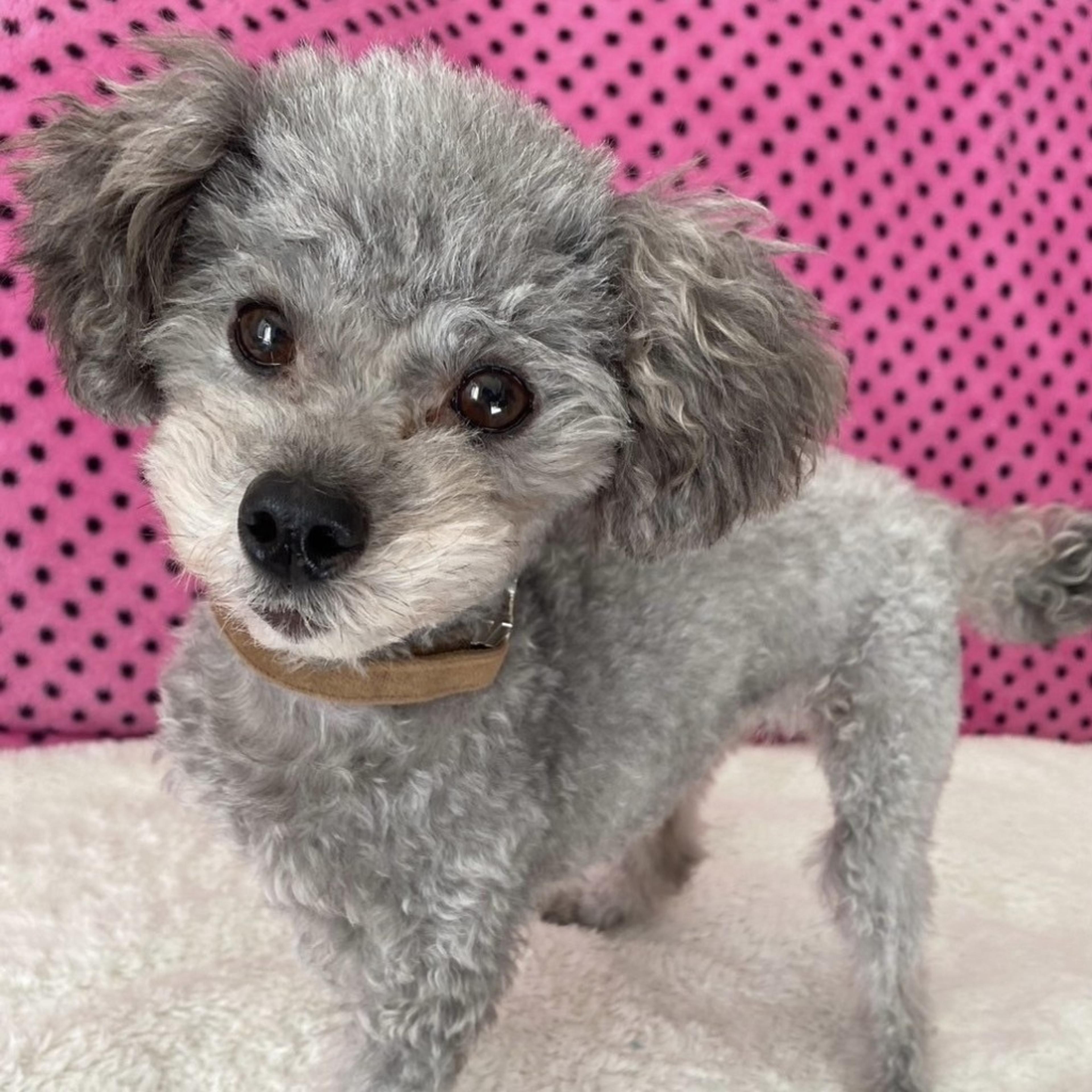 pet-image-5