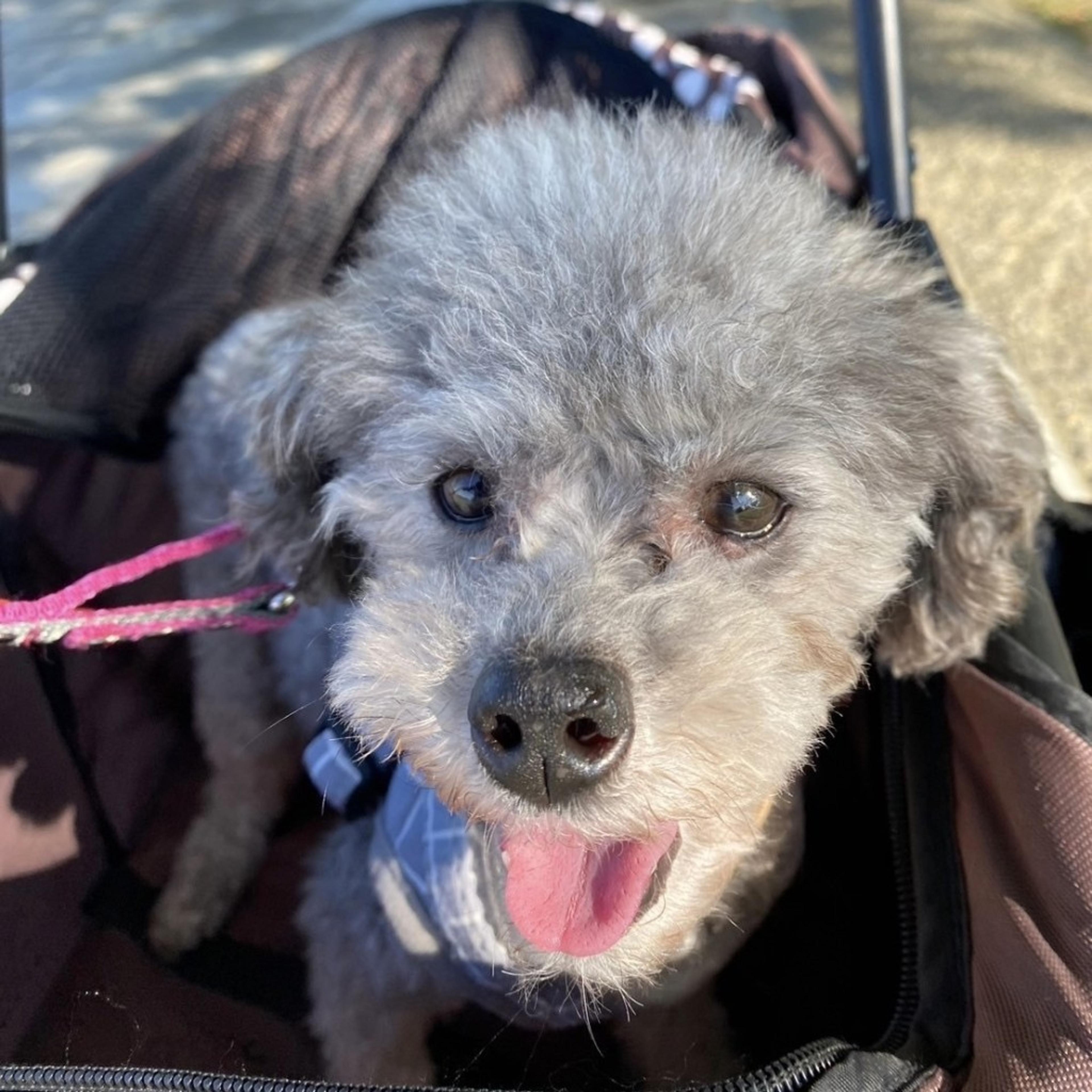pet-image-7