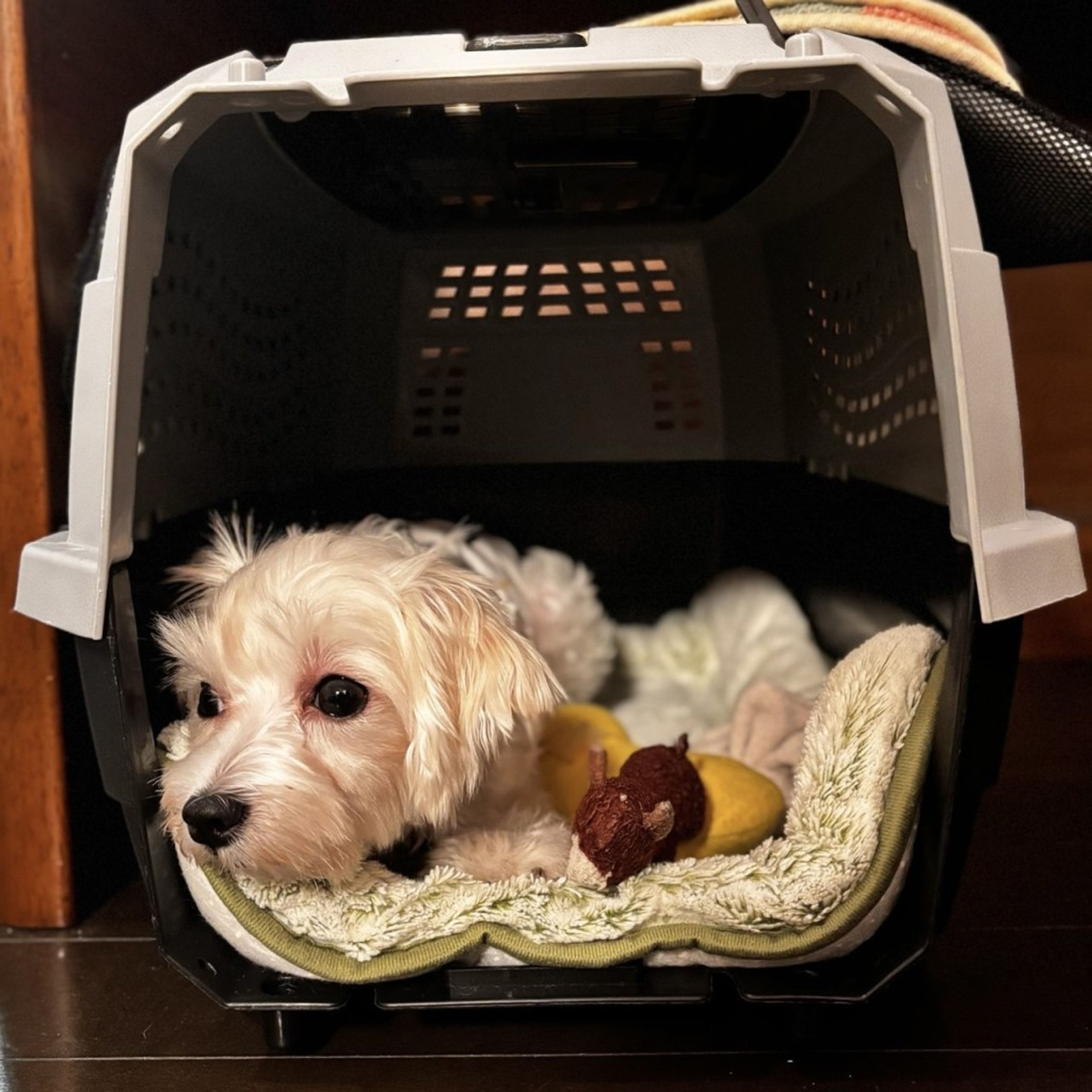 pet-image-4