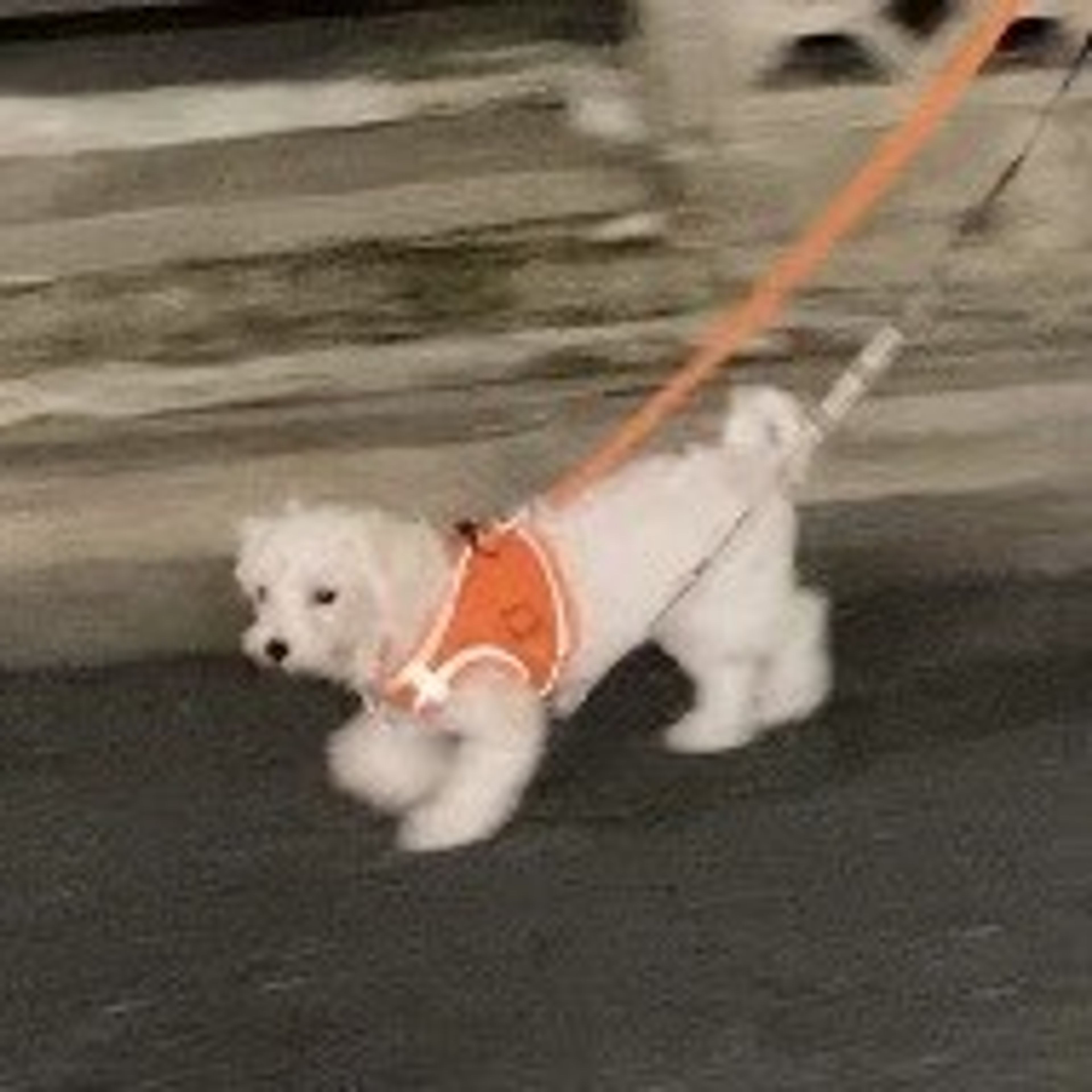pet-image-5