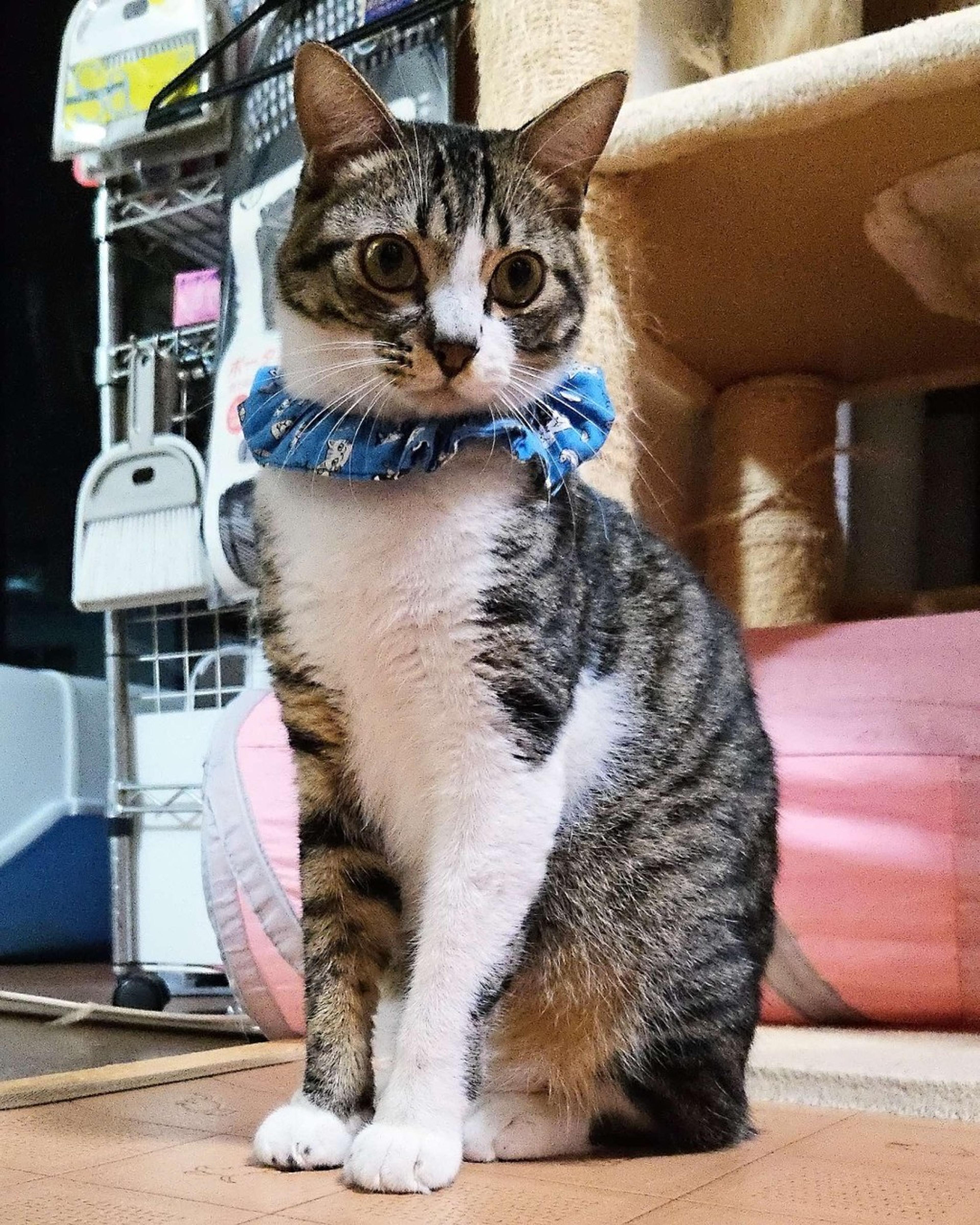 pet-image-9