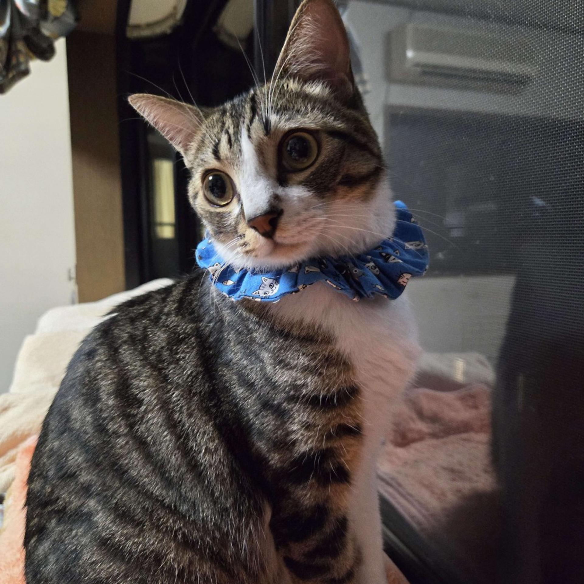 pet-image-7