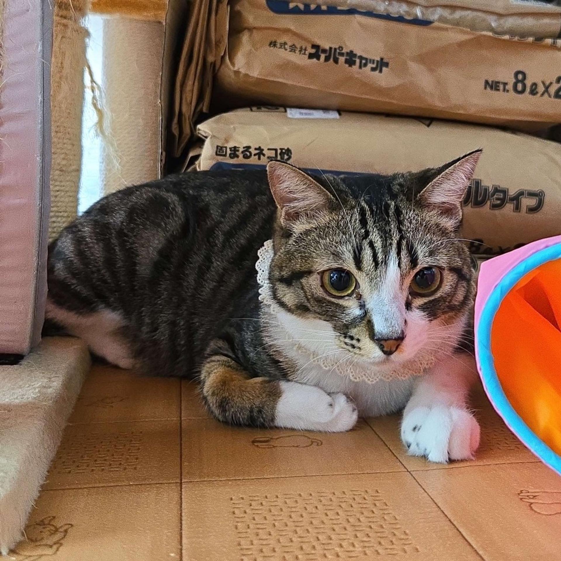 pet-image-2