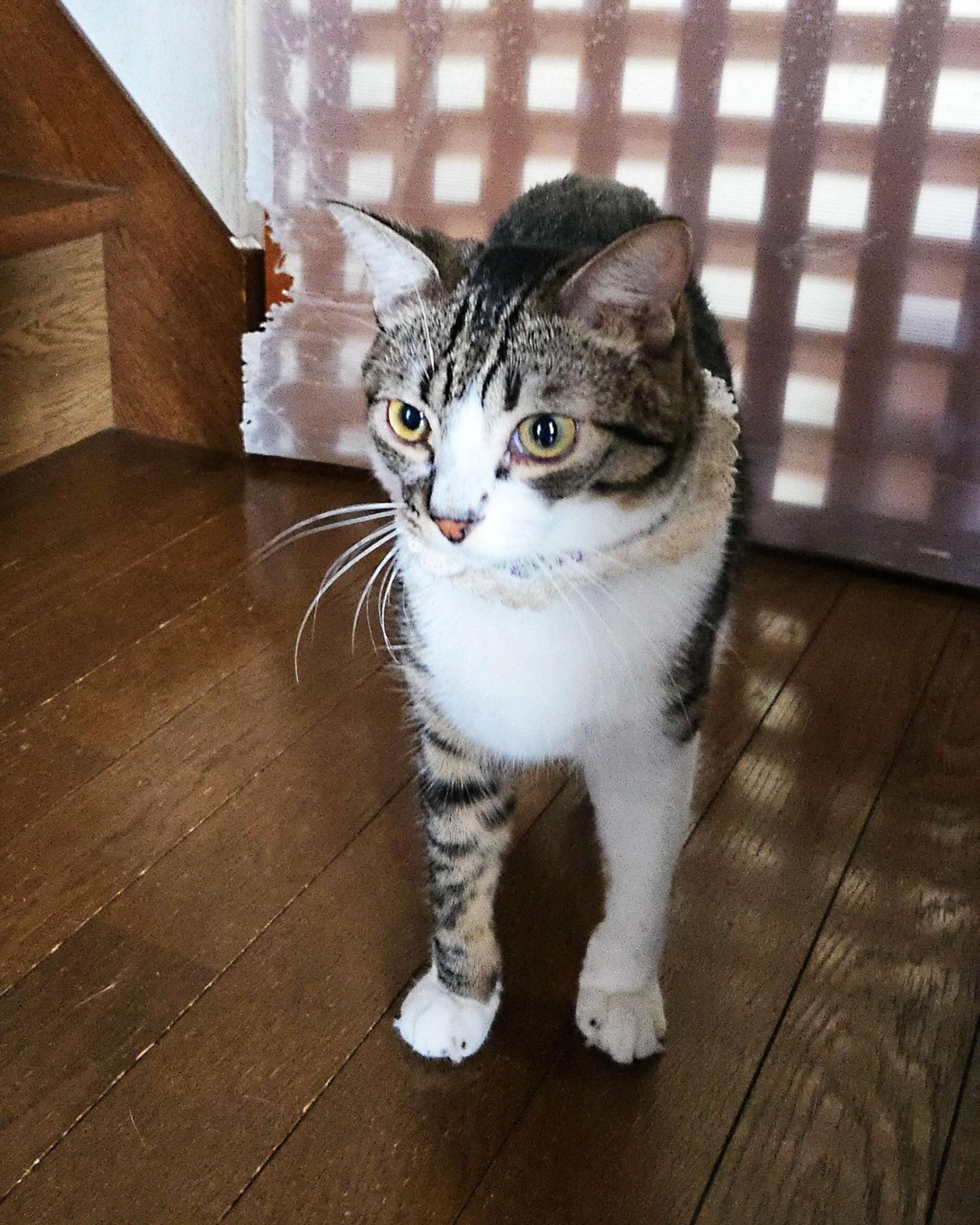 pet-image-6