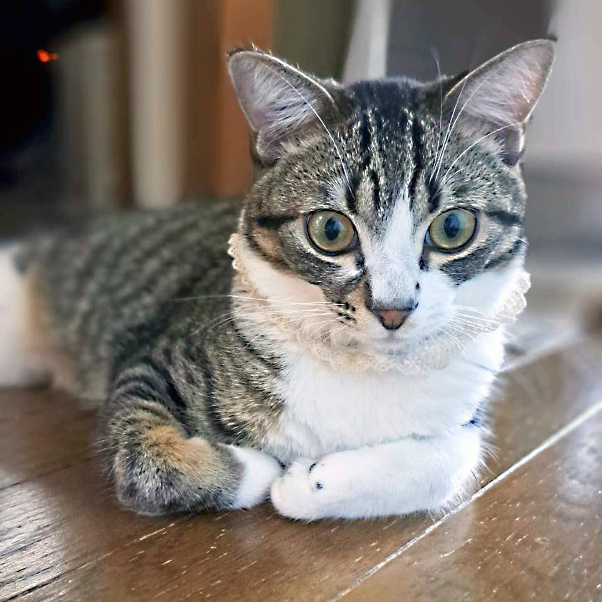 雑種（ミックス猫）・オスの里親募集の写真