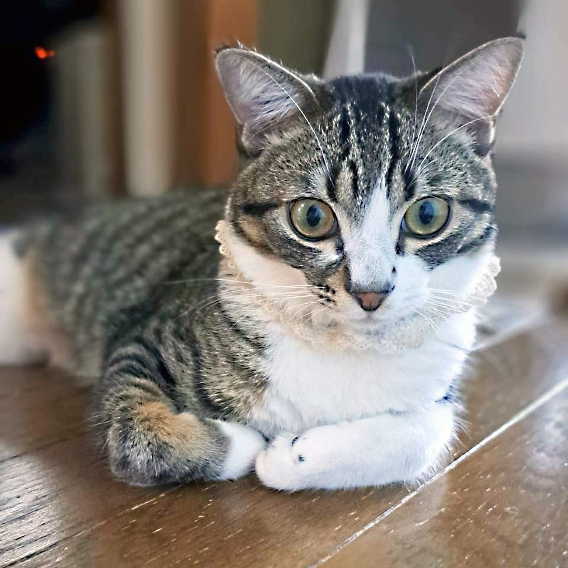 雑種（ミックス猫）・オスの里親募集の写真