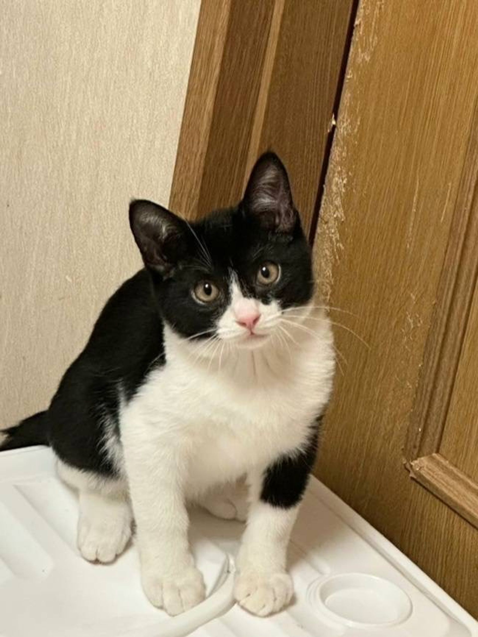 雑種（ミックス猫）・オスの里親募集の写真