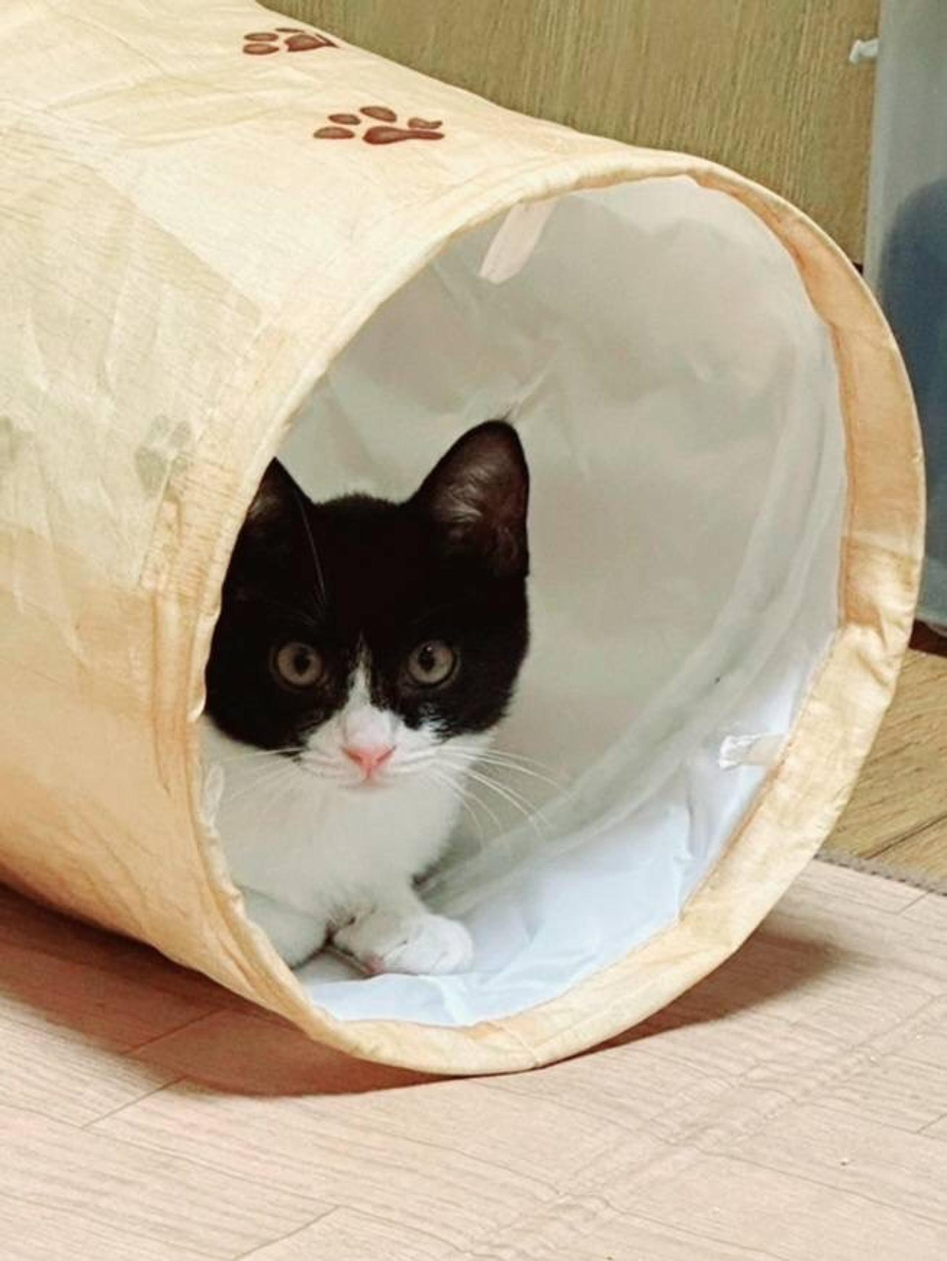 pet-image-2